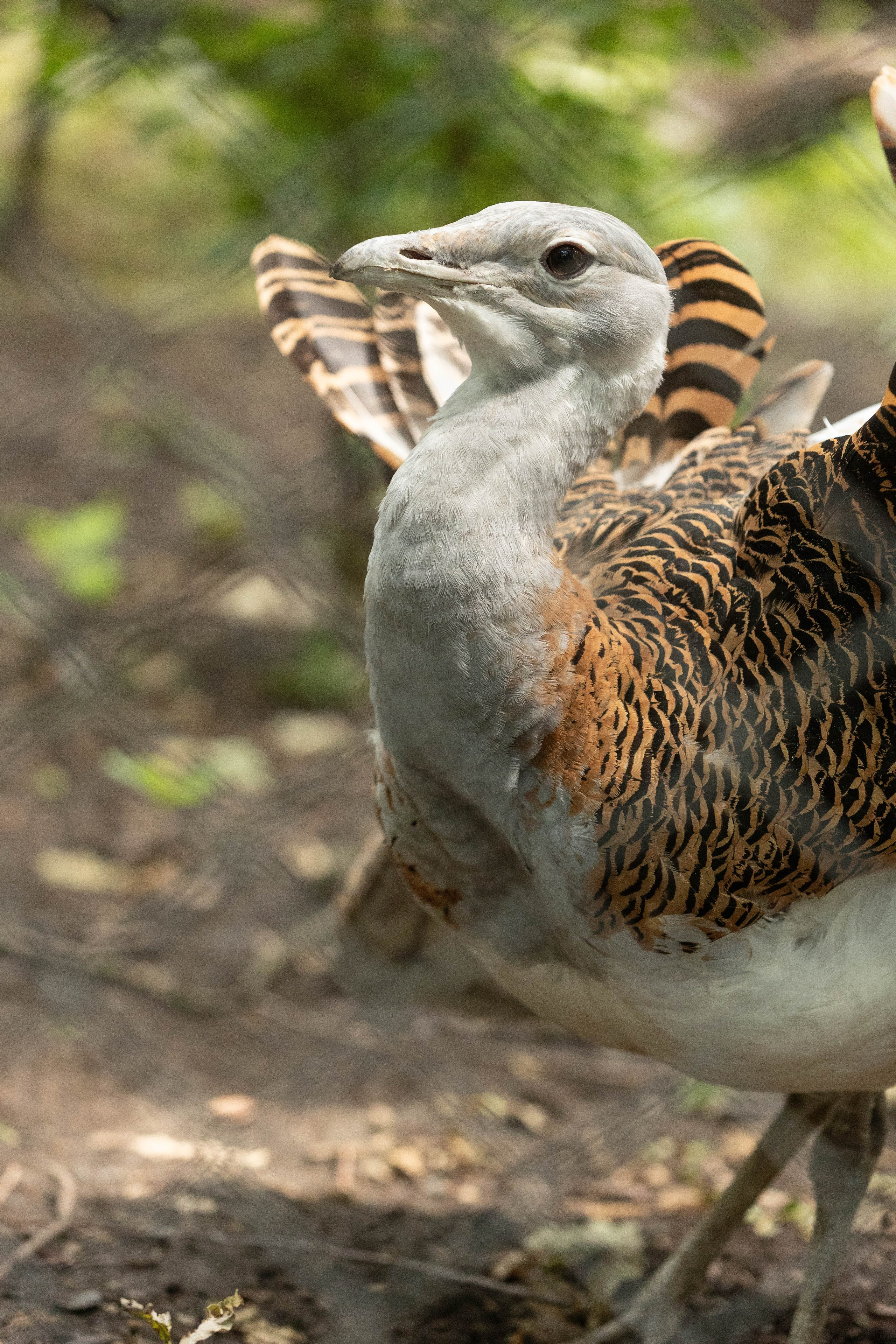 Зоопарк Малинки. Фотограф-АниМалист Анна Абрамова
