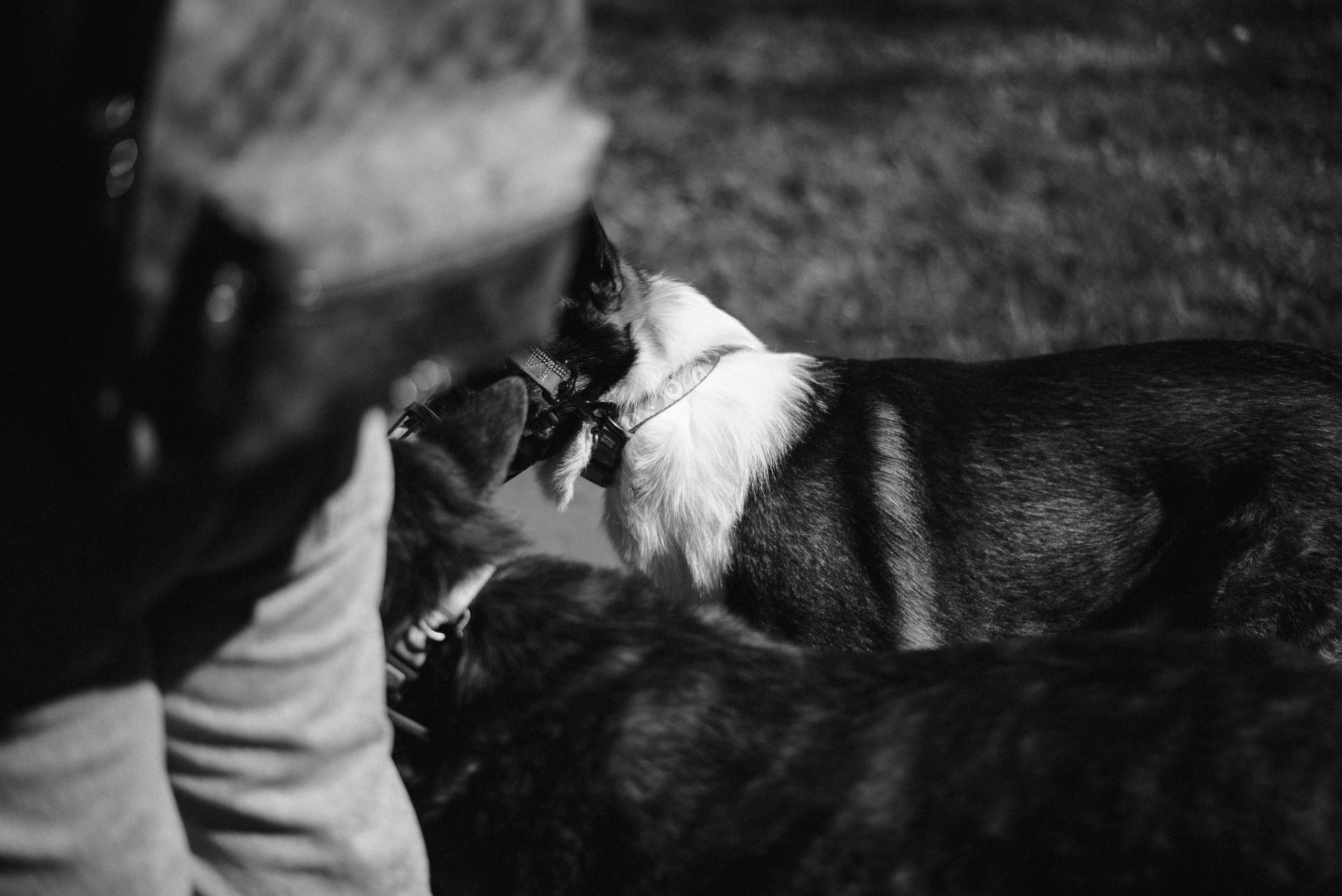 Иван и Надежда Прогулка с хвостатыми. Фотограф Лола Волна, город Москва