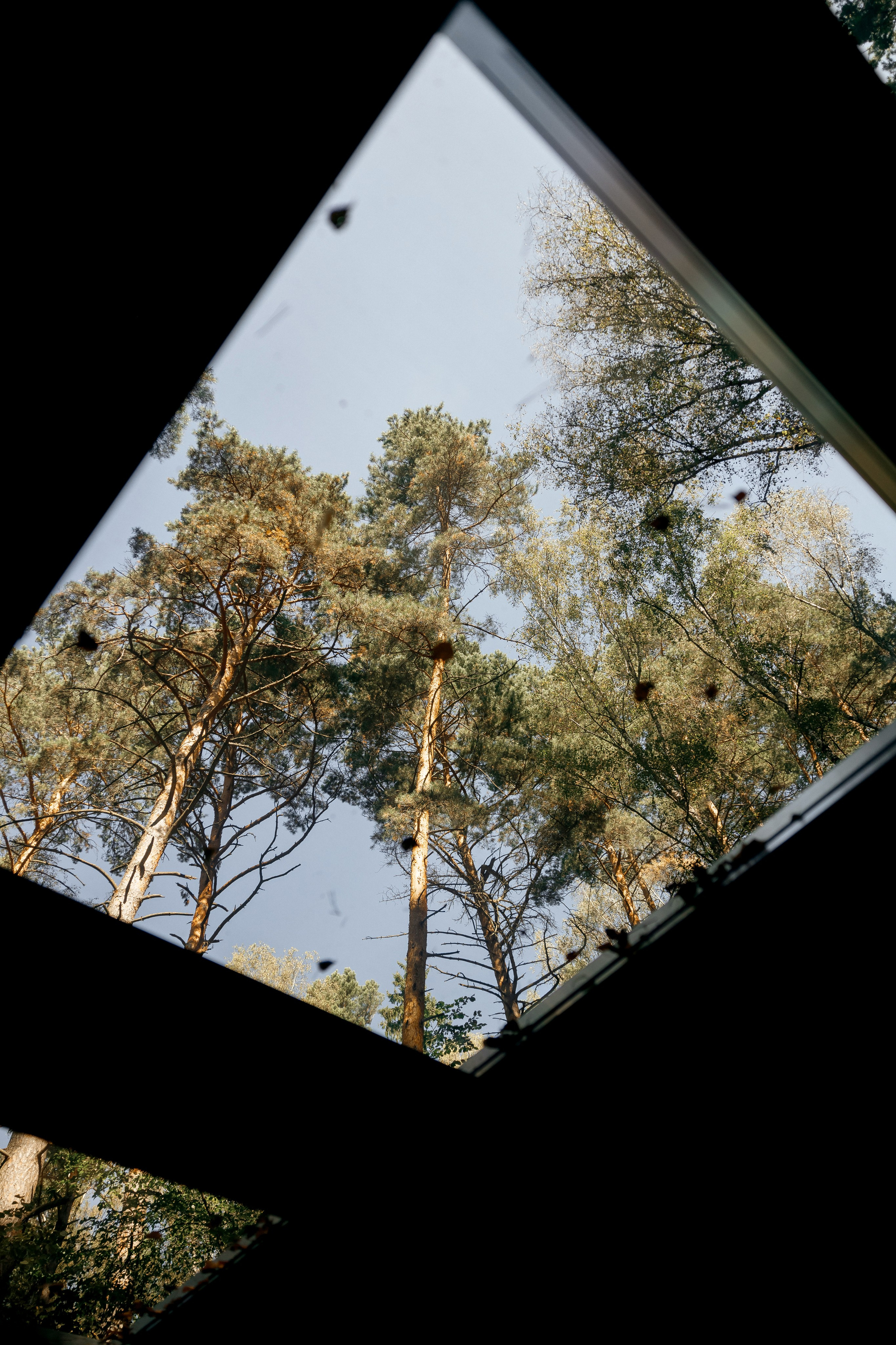 Серия со свадьбы  в загородном отеле Pineriver. Свадебный фотограф в Москве и Санкт-Петербурге Денис Ходюков