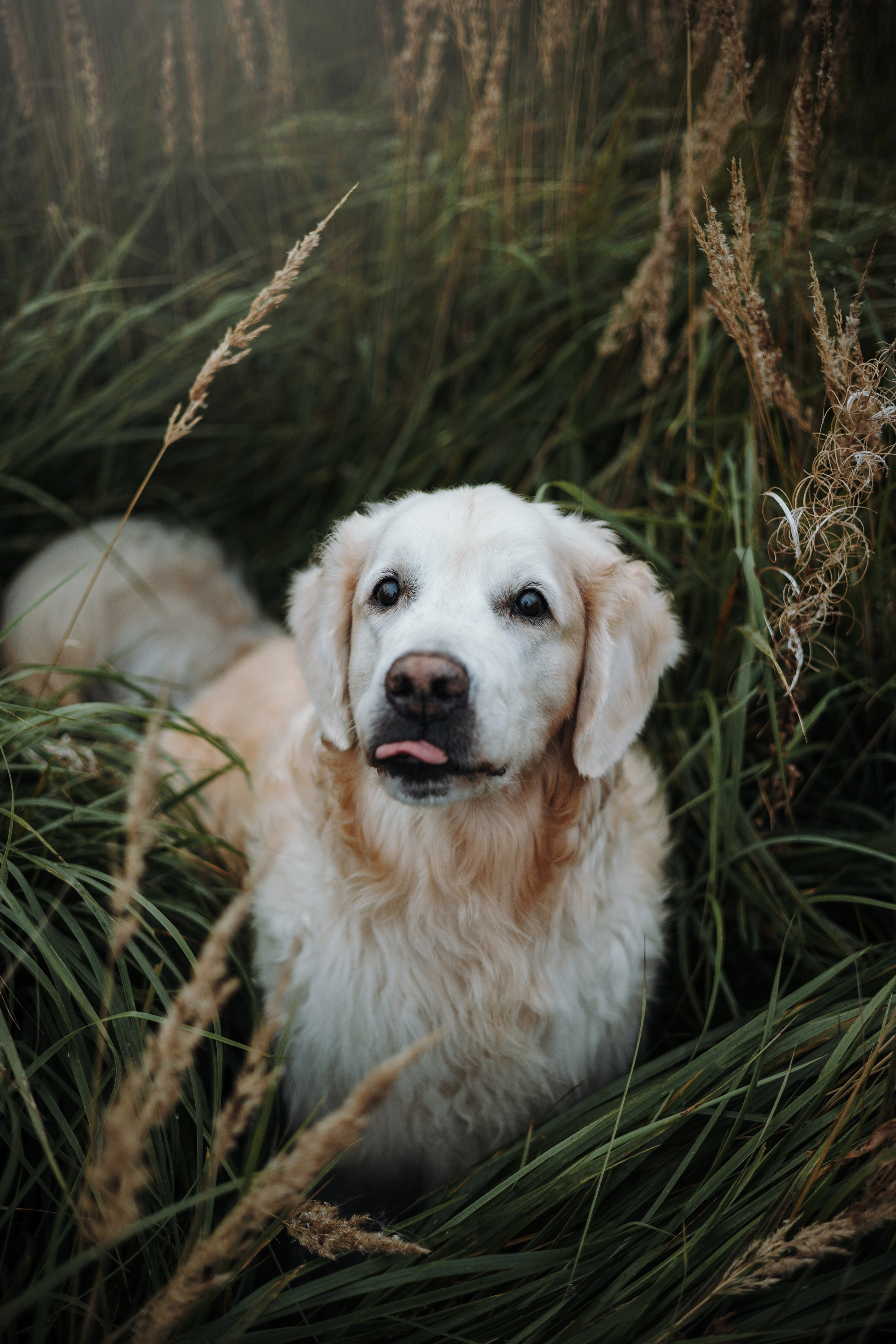 Света и Том. Фотограф — Анималист | Санкт-Петербург