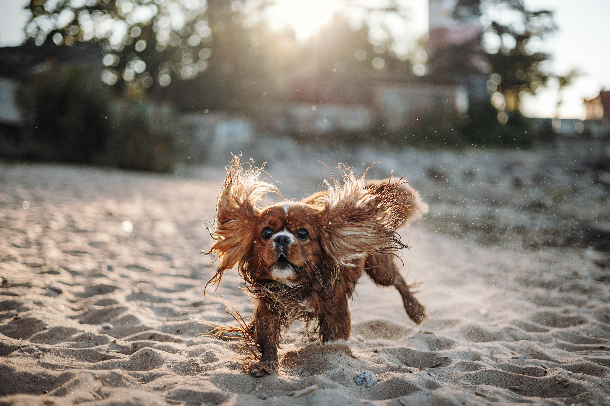 Верон, Гарри и их семья. Фотограф — Анималист | Санкт-Петербург