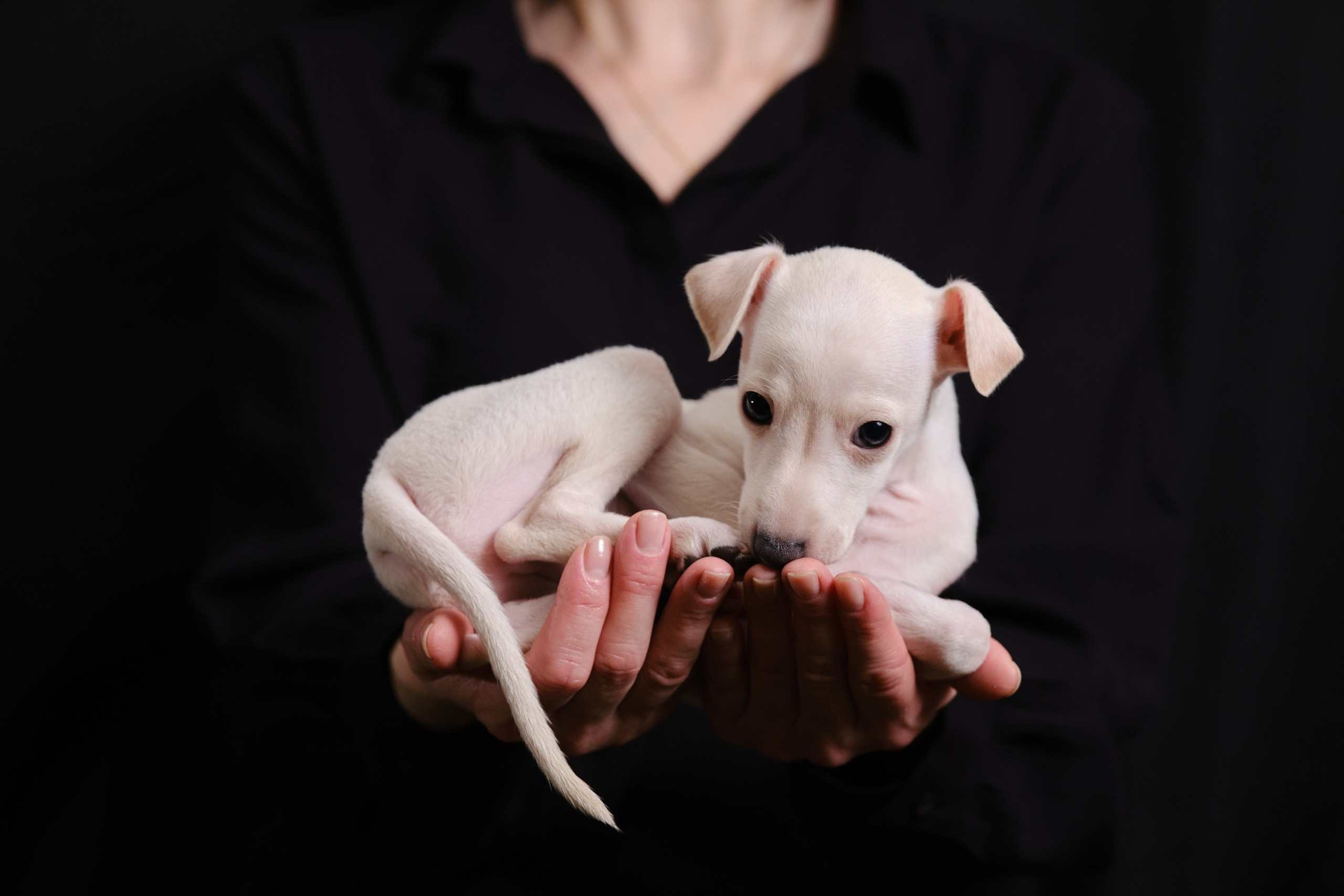 Кремовые детки. Профессиональный питомник левреток РКФ/FCI ASTI SAPPHIRE 💎 Сочи|Санкт-Петербург