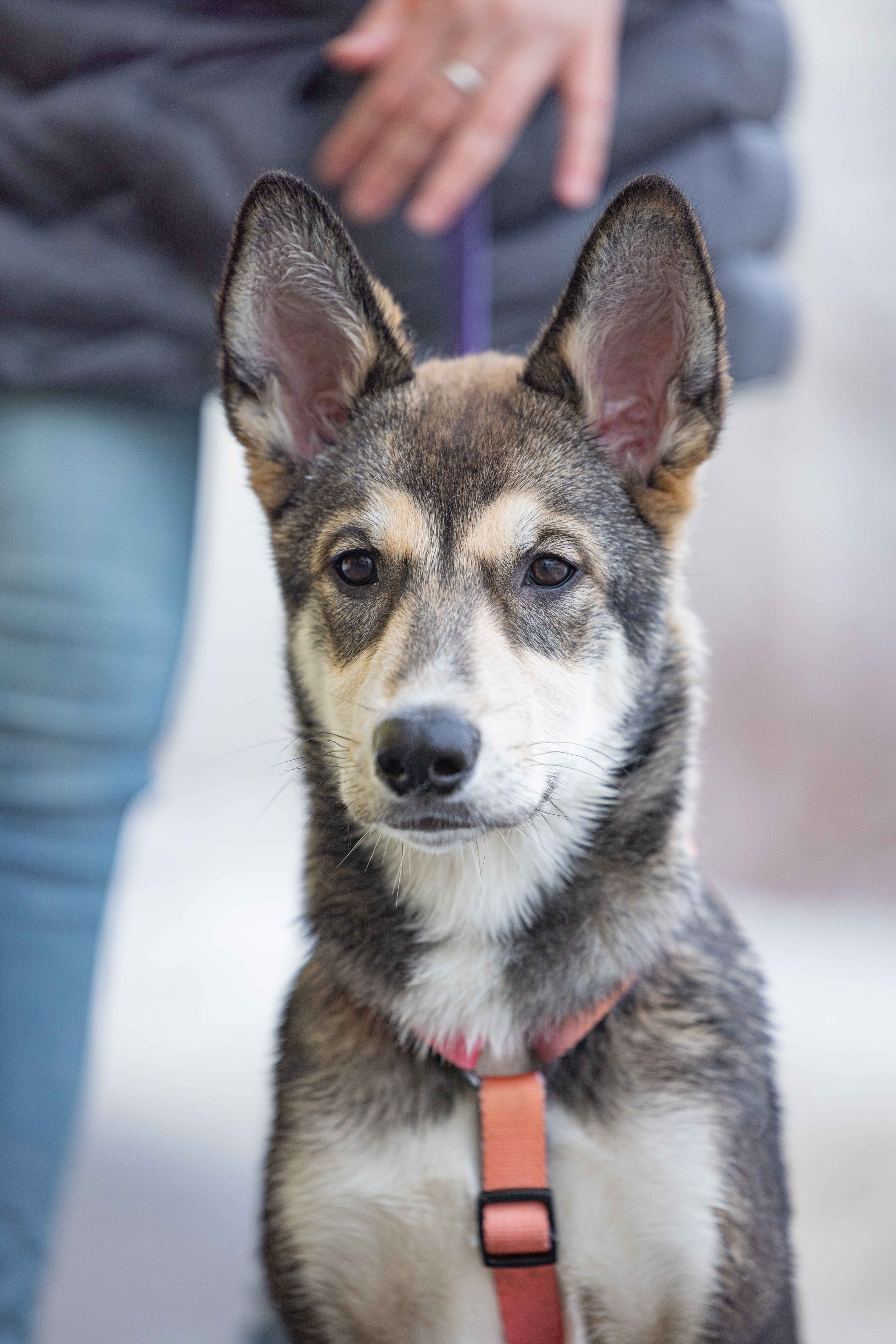 Шами. Фотограф-анималист в Москве Лера Черноног
