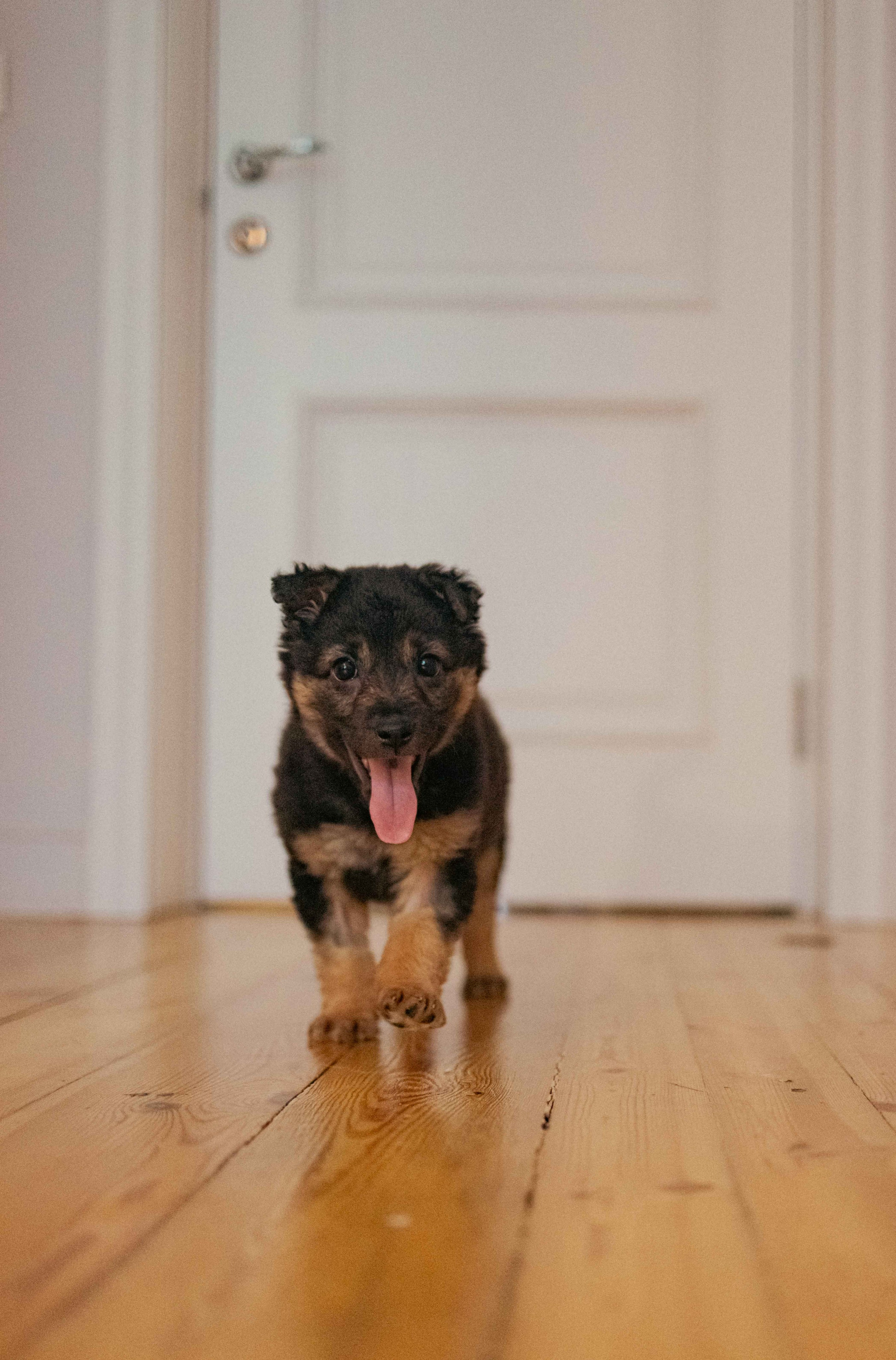 Пеппа. Фотограф-анималист в Москве Лера Черноног