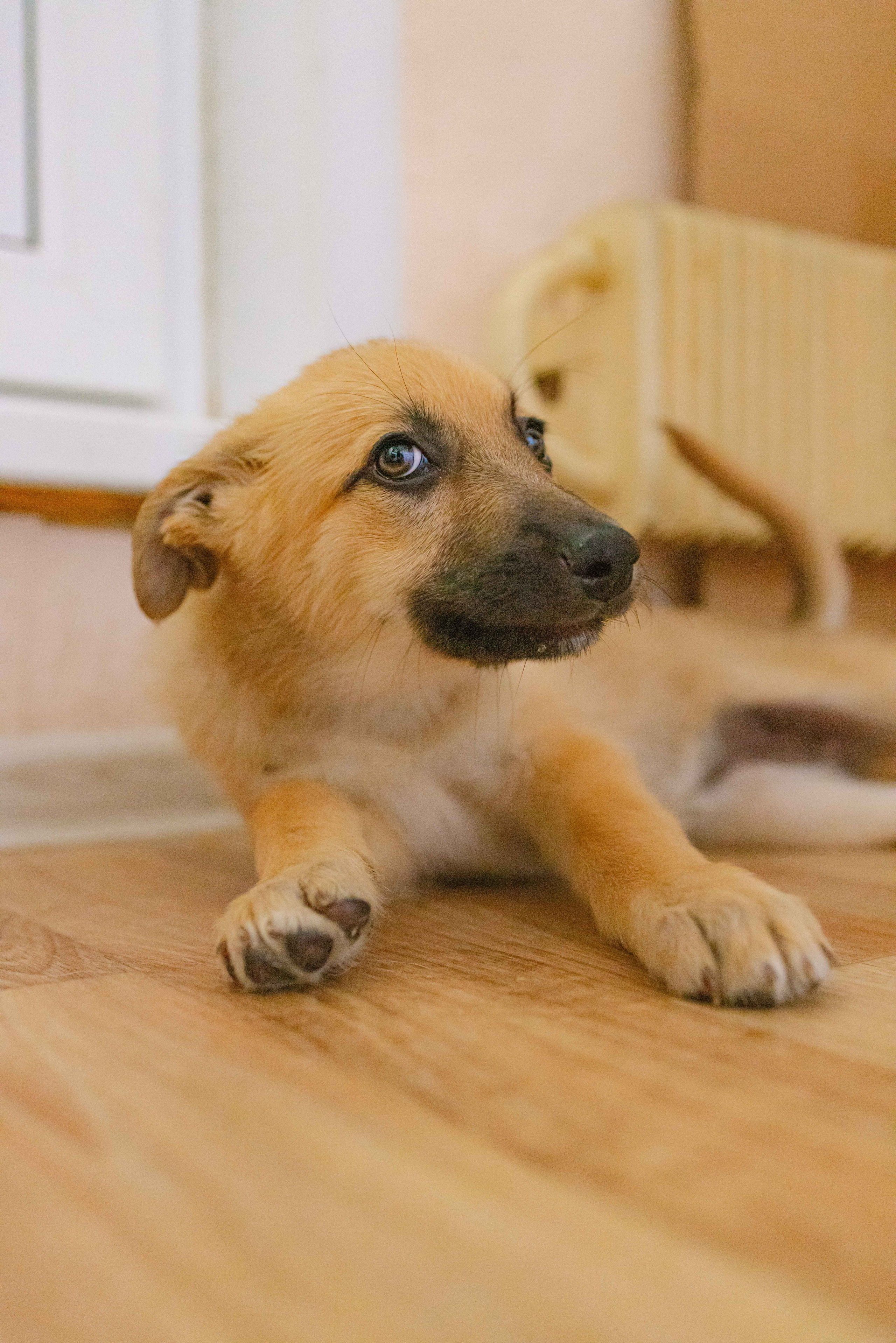 Щеночки на кухне. Фотограф-анималист в Москве Лера Черноног