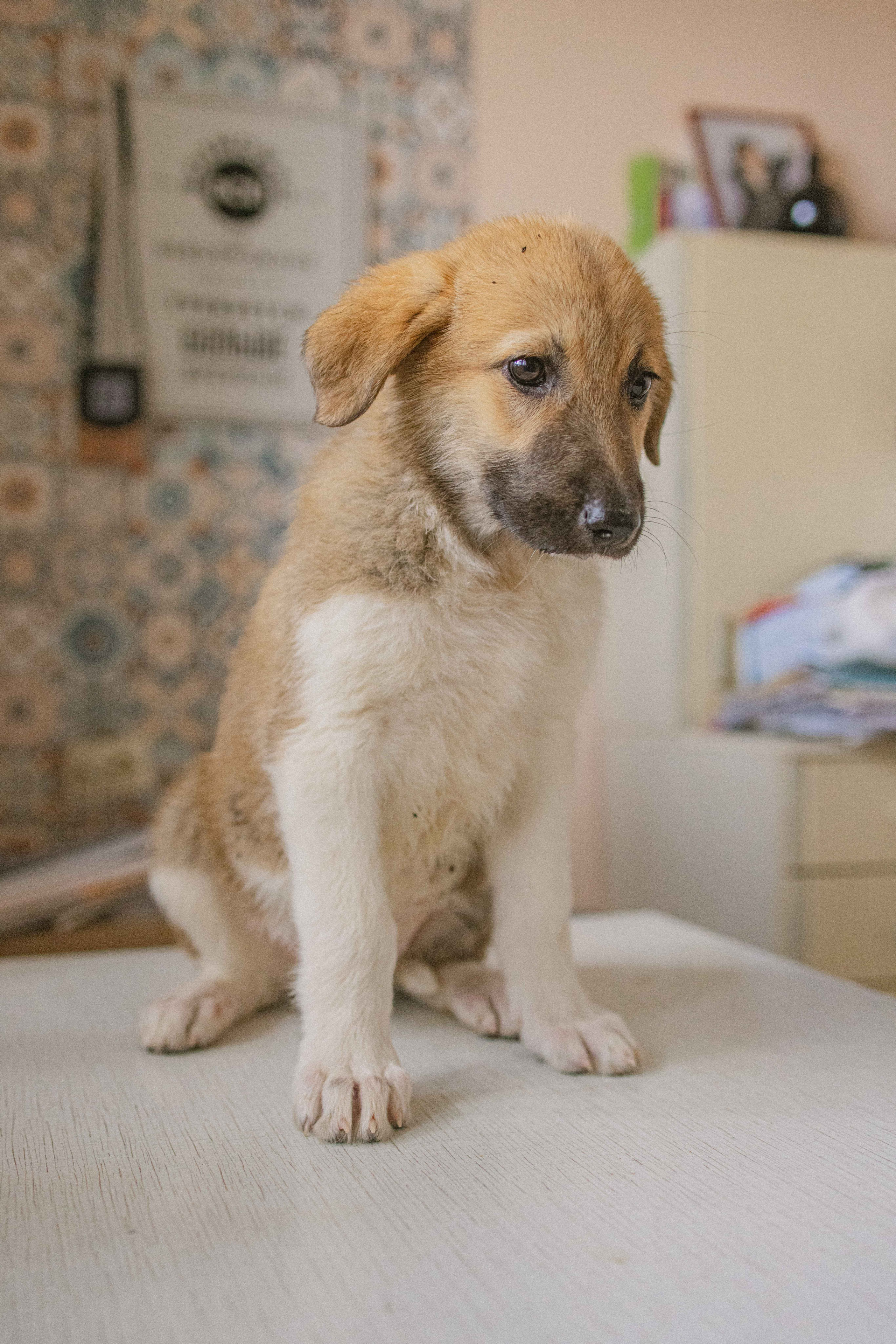 Щеночки на кухне. Фотограф-анималист в Москве Лера Черноног