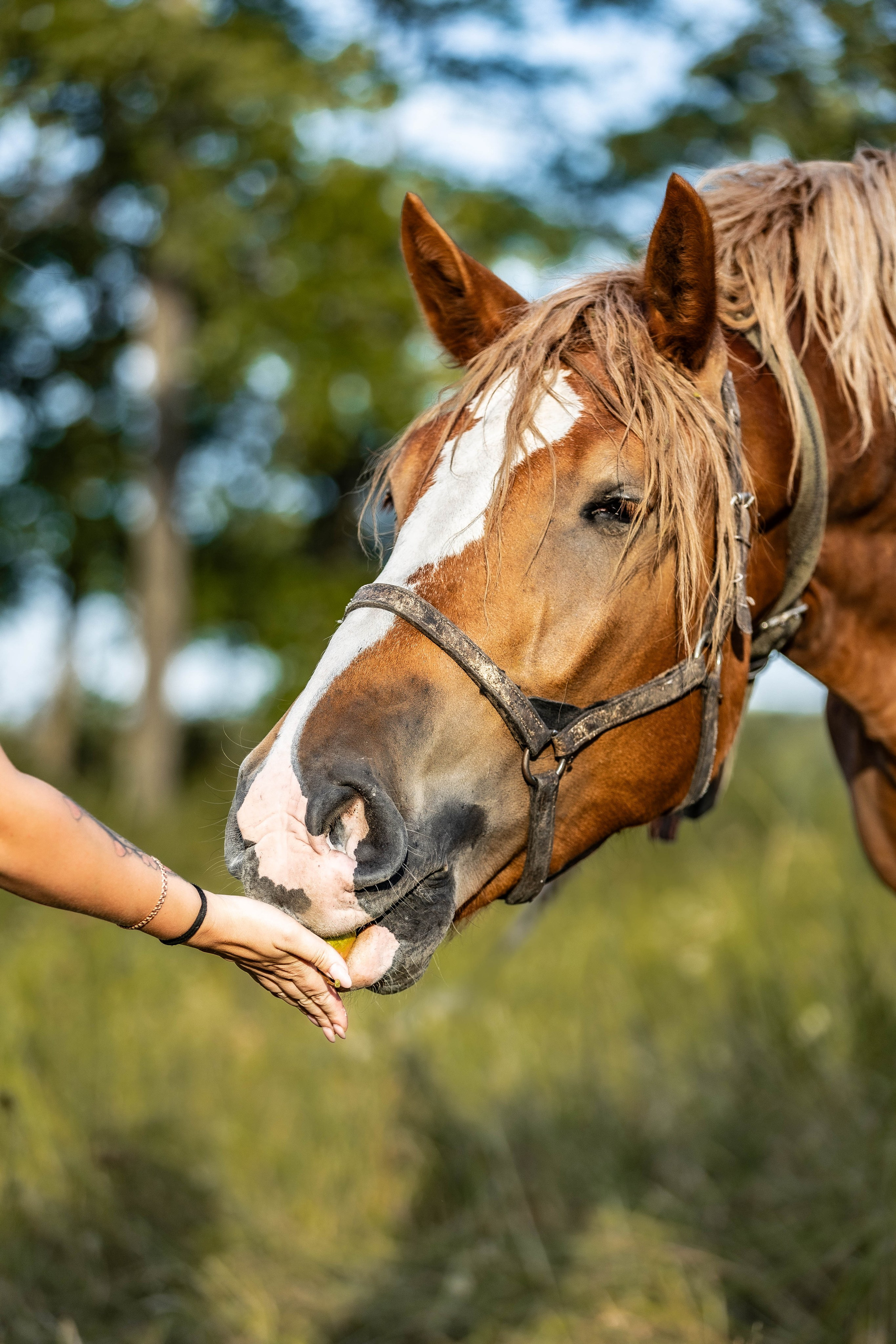 ЛОШАДИ. Фотограф-АниМалист Анна Абрамова