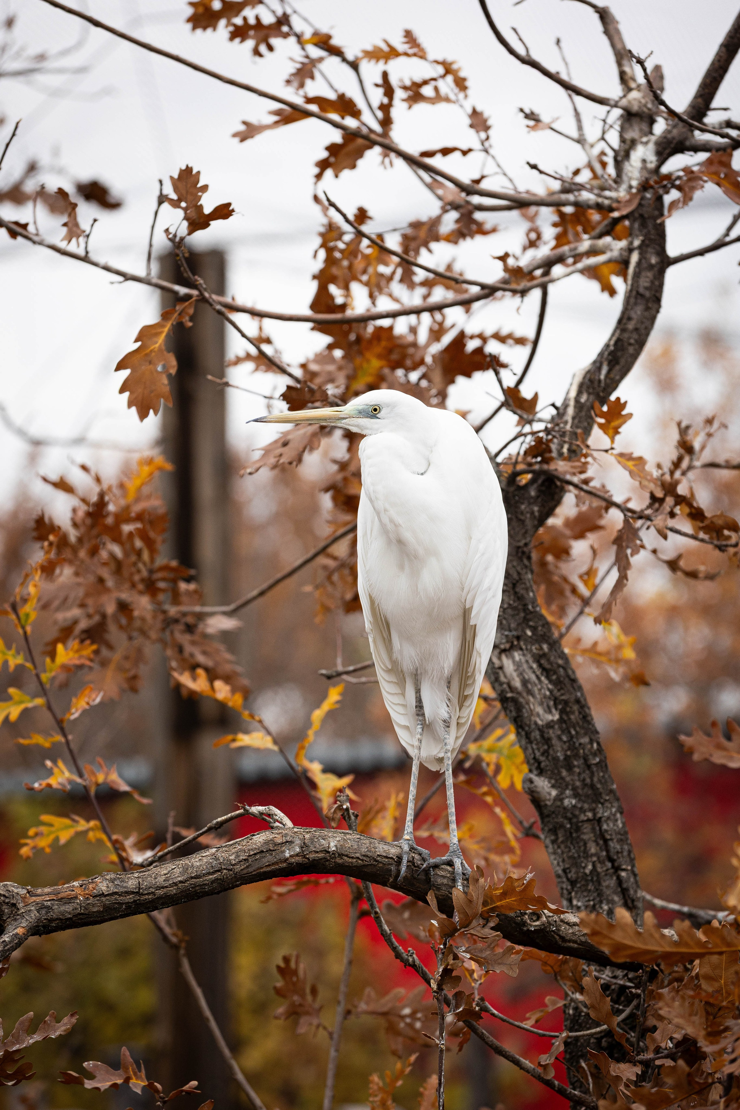 Зоопарк Малинки. Фотограф-АниМалист Анна Абрамова