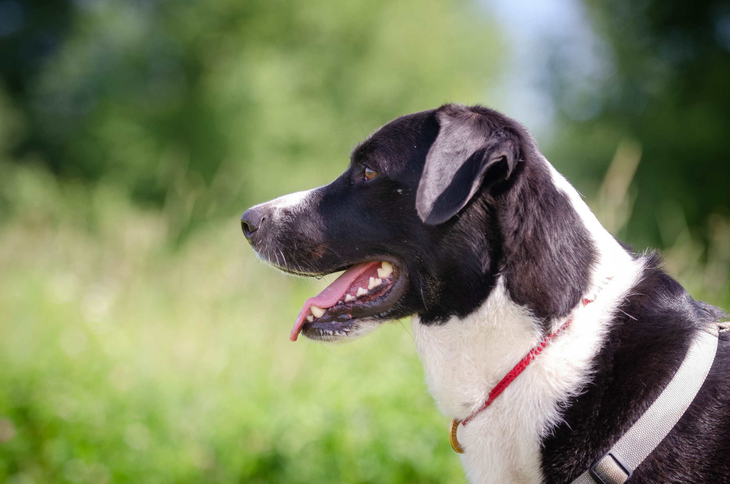 Прогулка (Лохин остров). Фотограф Светлана Блинова, Москва и Московская область