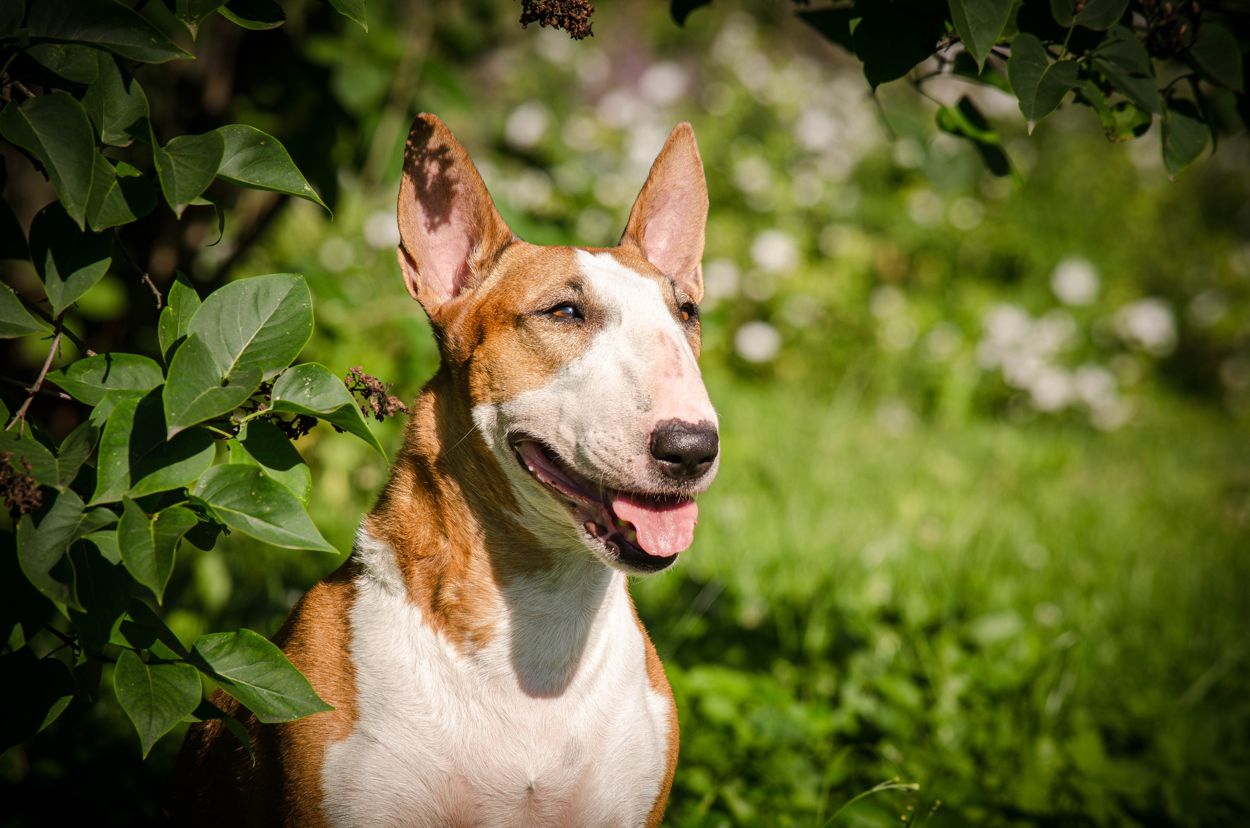 Пуля. Фотограф Светлана Блинова, Москва и Московская область