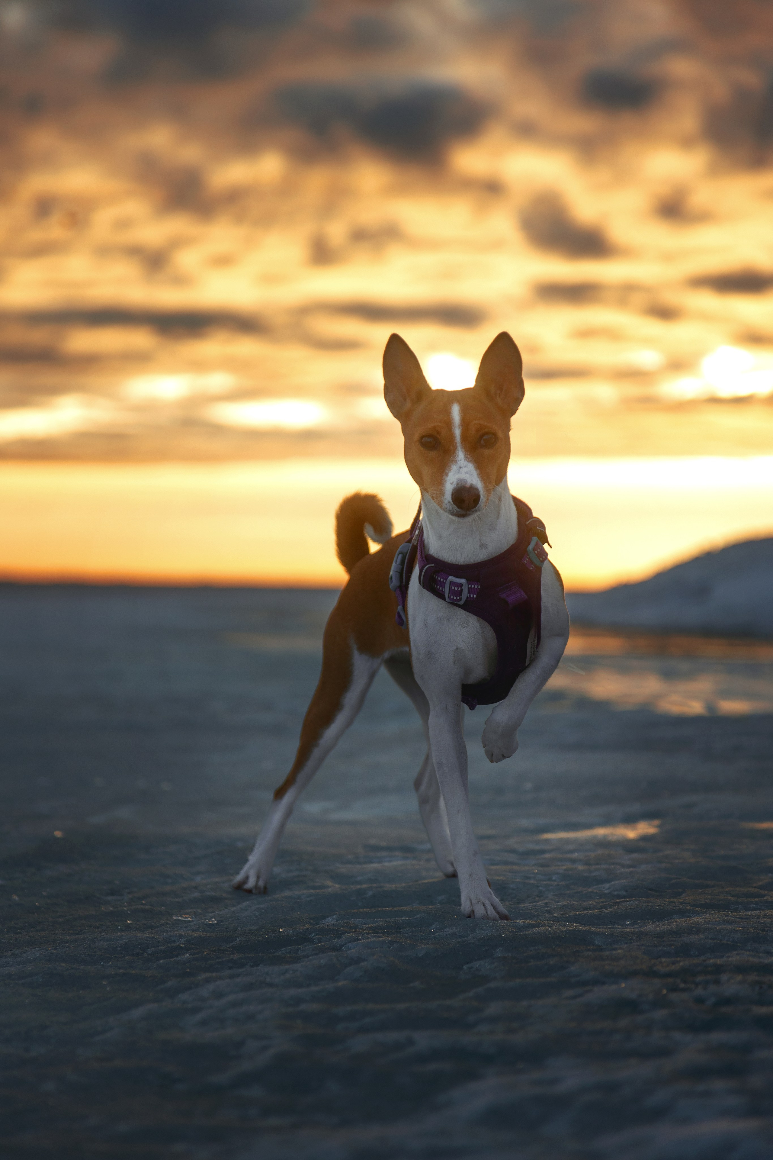 Закатный залив. Фотограф анималист Никита Натальный