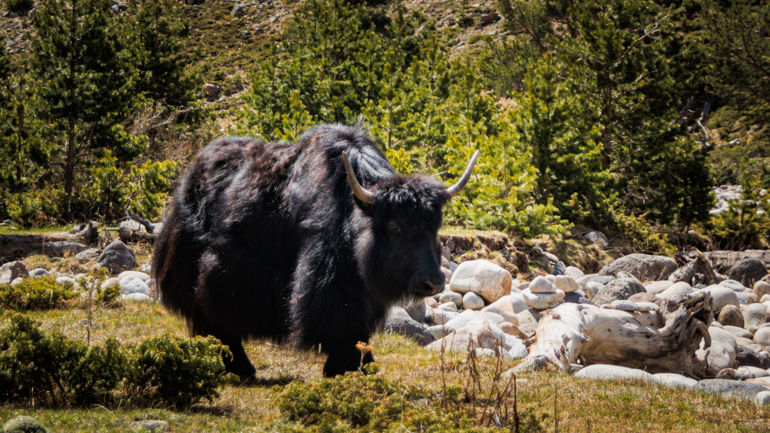 Трекинг / Ирик. Фотограф на трекинг и восхождение Эльбрус, Приэльбрусье. Елизавета Бобок