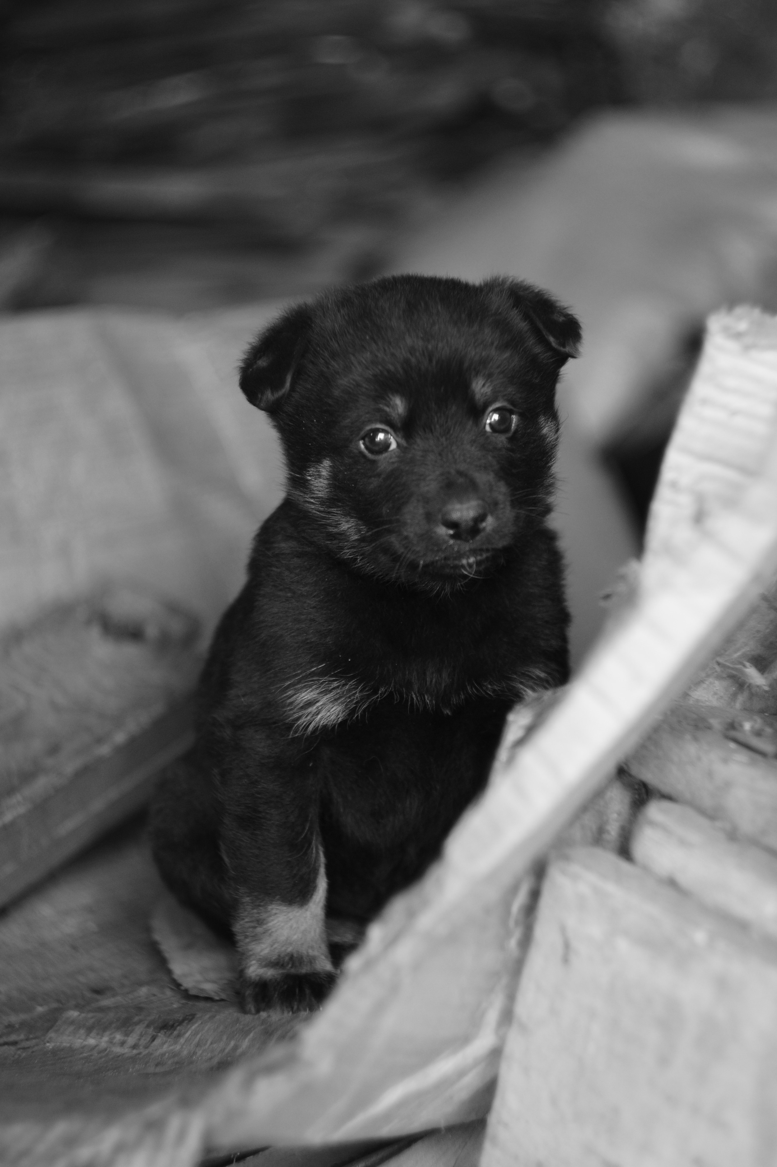 Dogs. Профессиональный фотограф