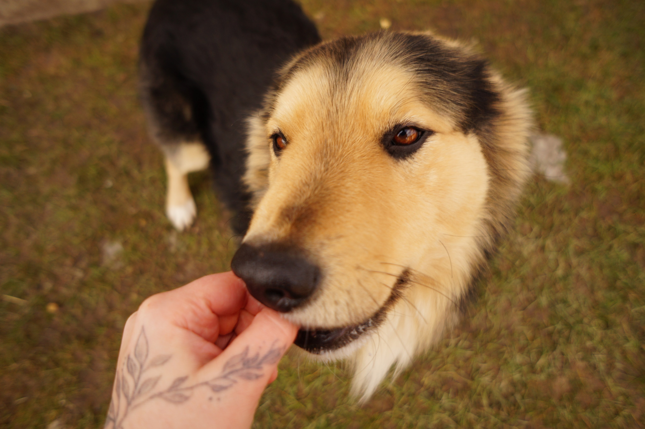 Dogs. Профессиональный фотограф