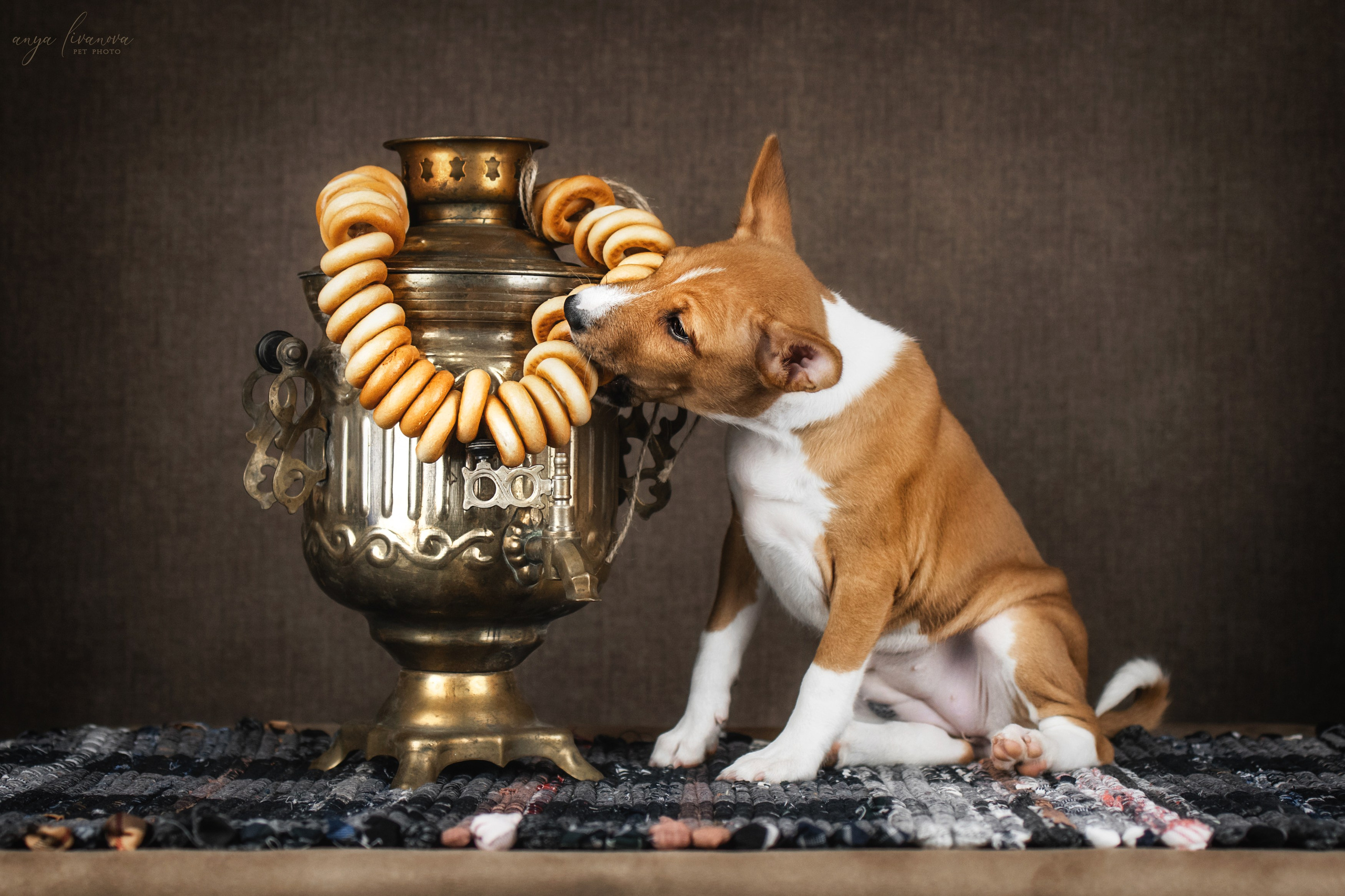 Басенджи. Фотограф анималист Аня Ливанова | Рыбинск