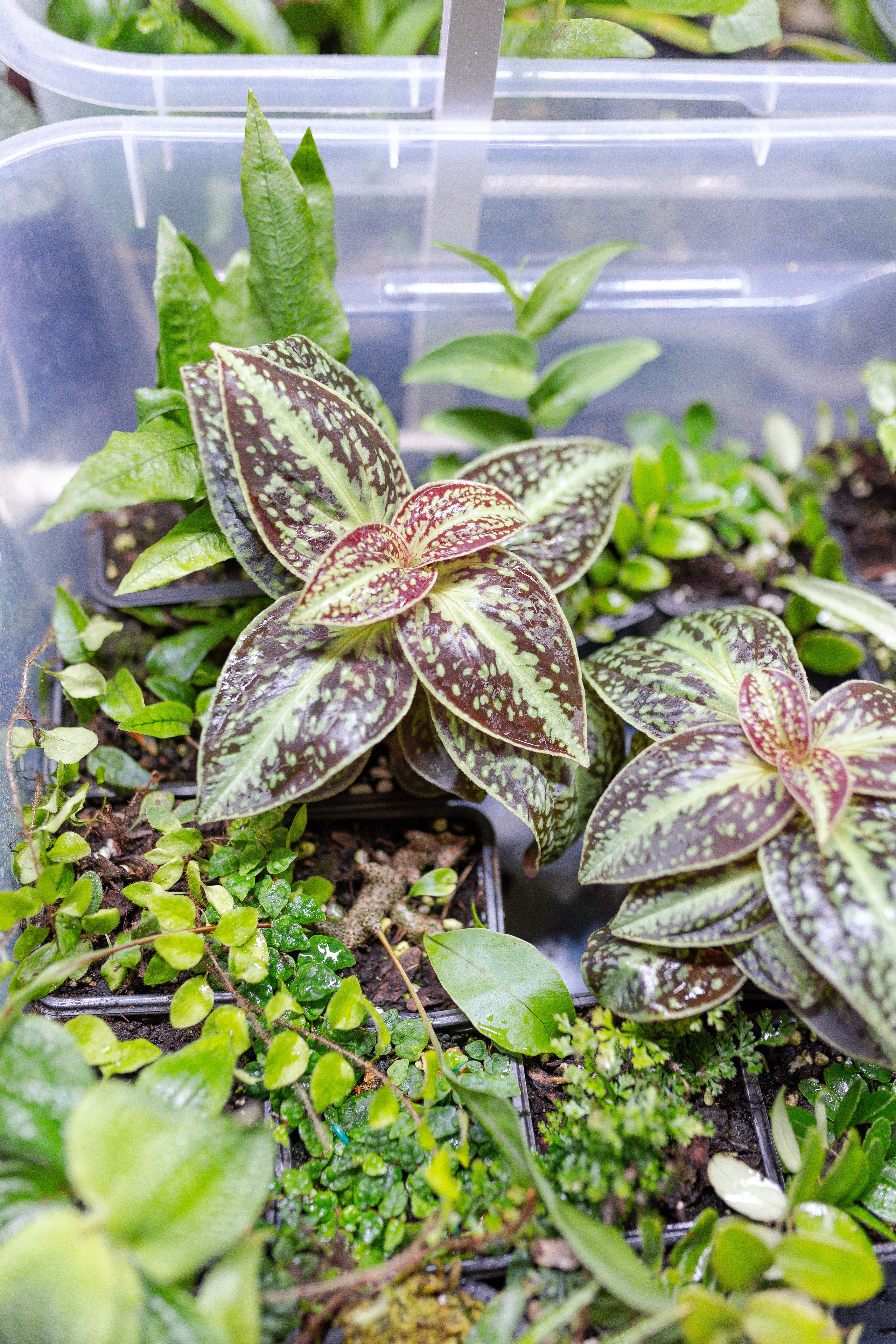 Орхидиум 12.2025. Александра Куликова фотограф, Москва