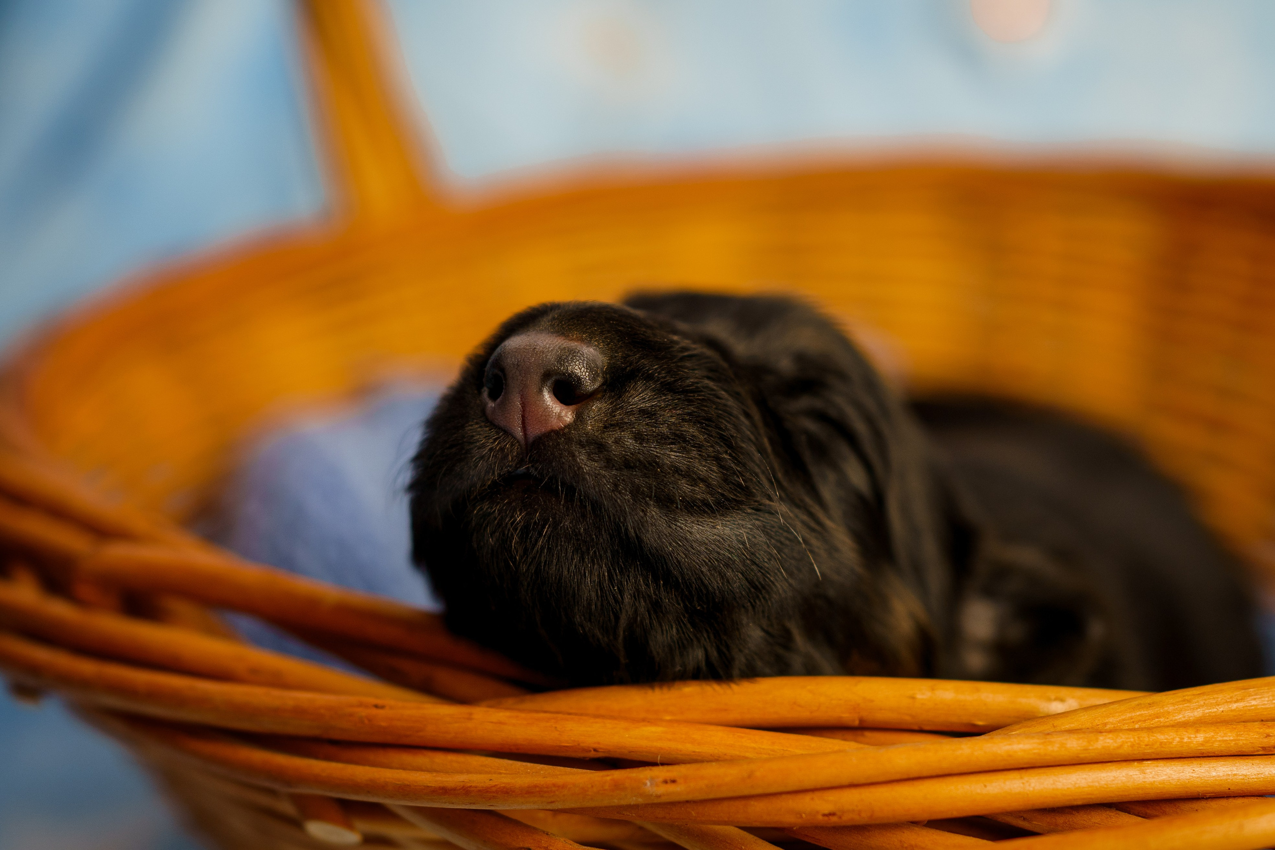 Новорожденные немецкие овчарки. Фотограф-анималист Анастасия Большакова