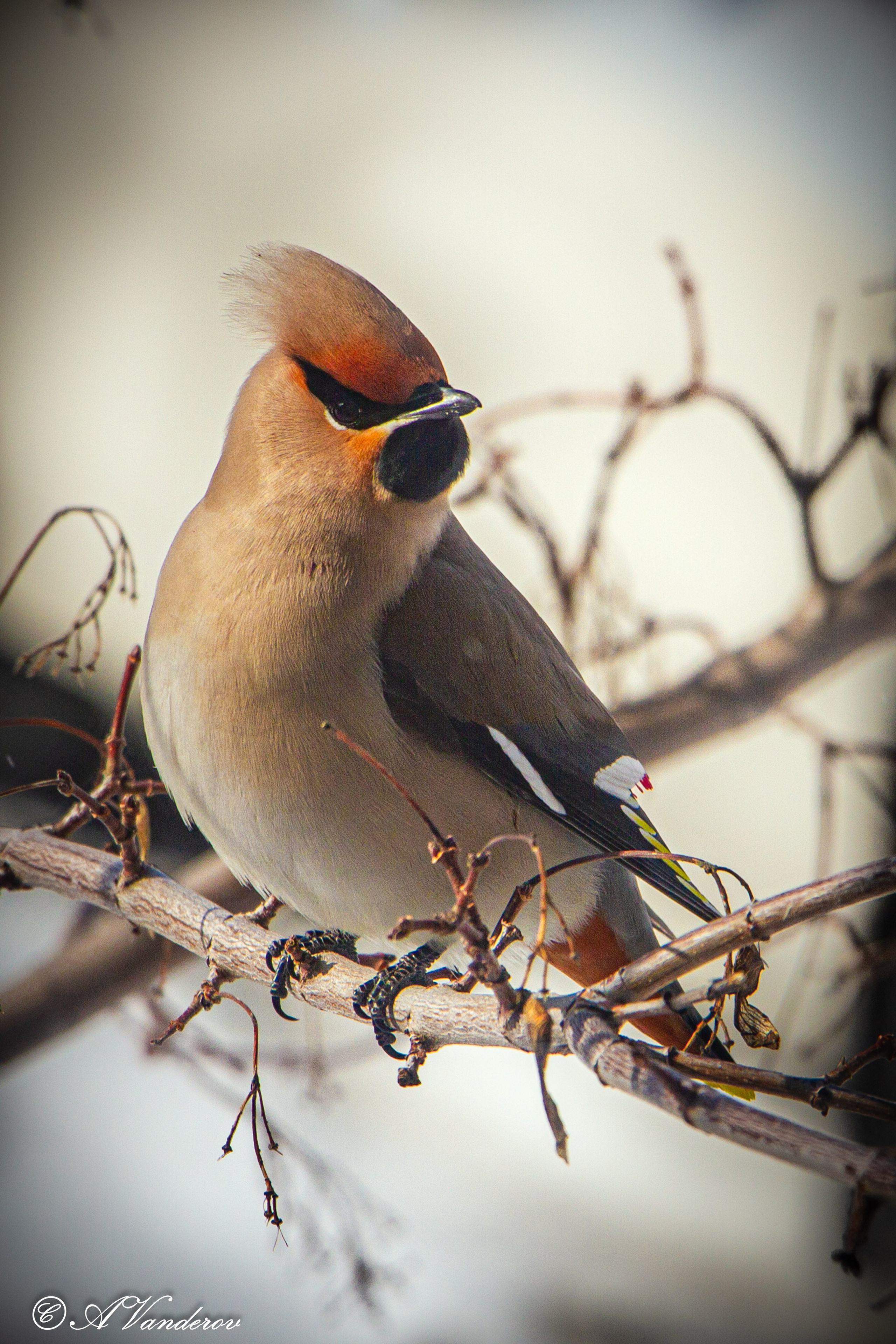 Разное. Фотограф Омск | Александр Вандеров