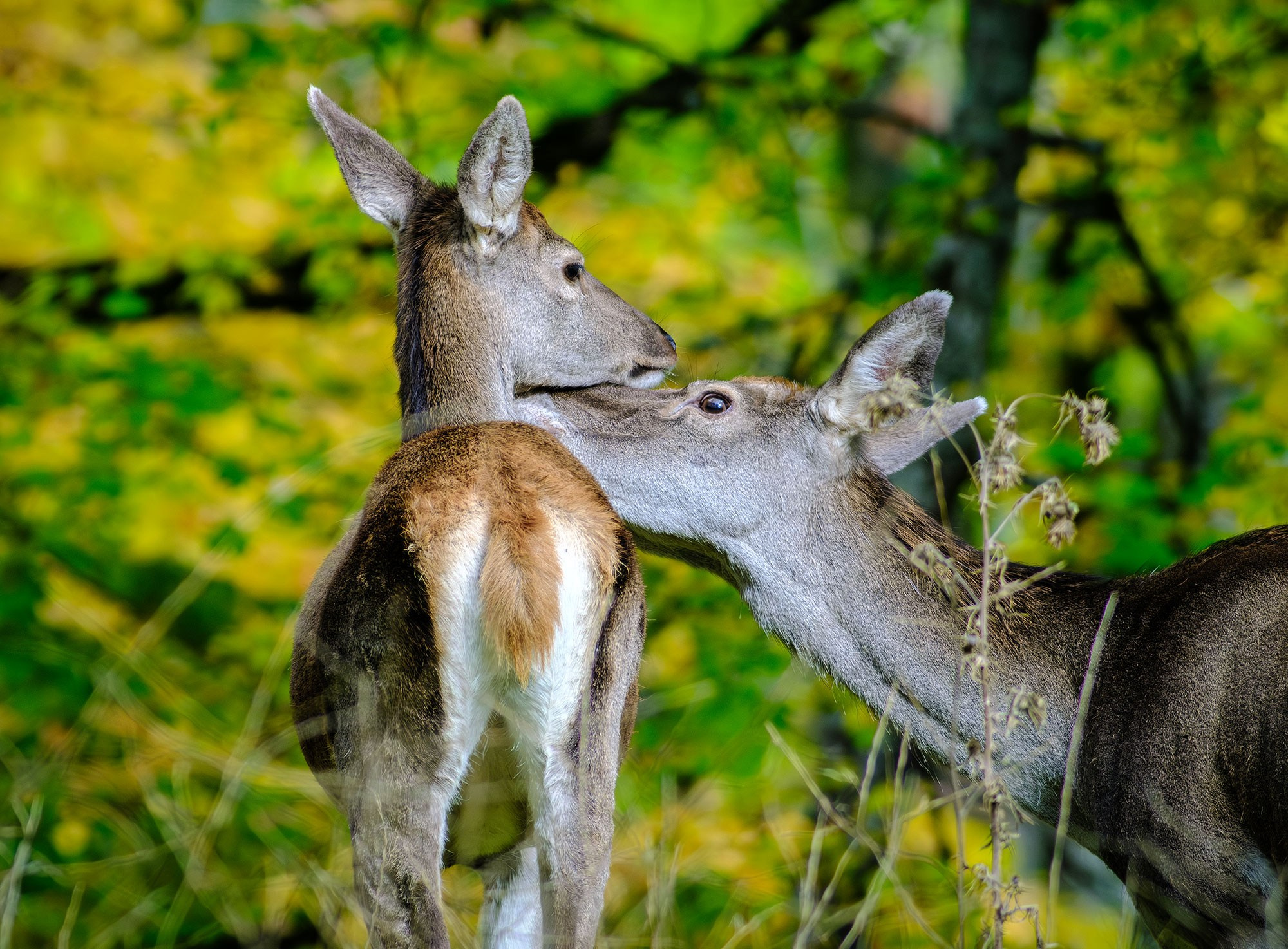 «Золотая осень в Крыму 2025»