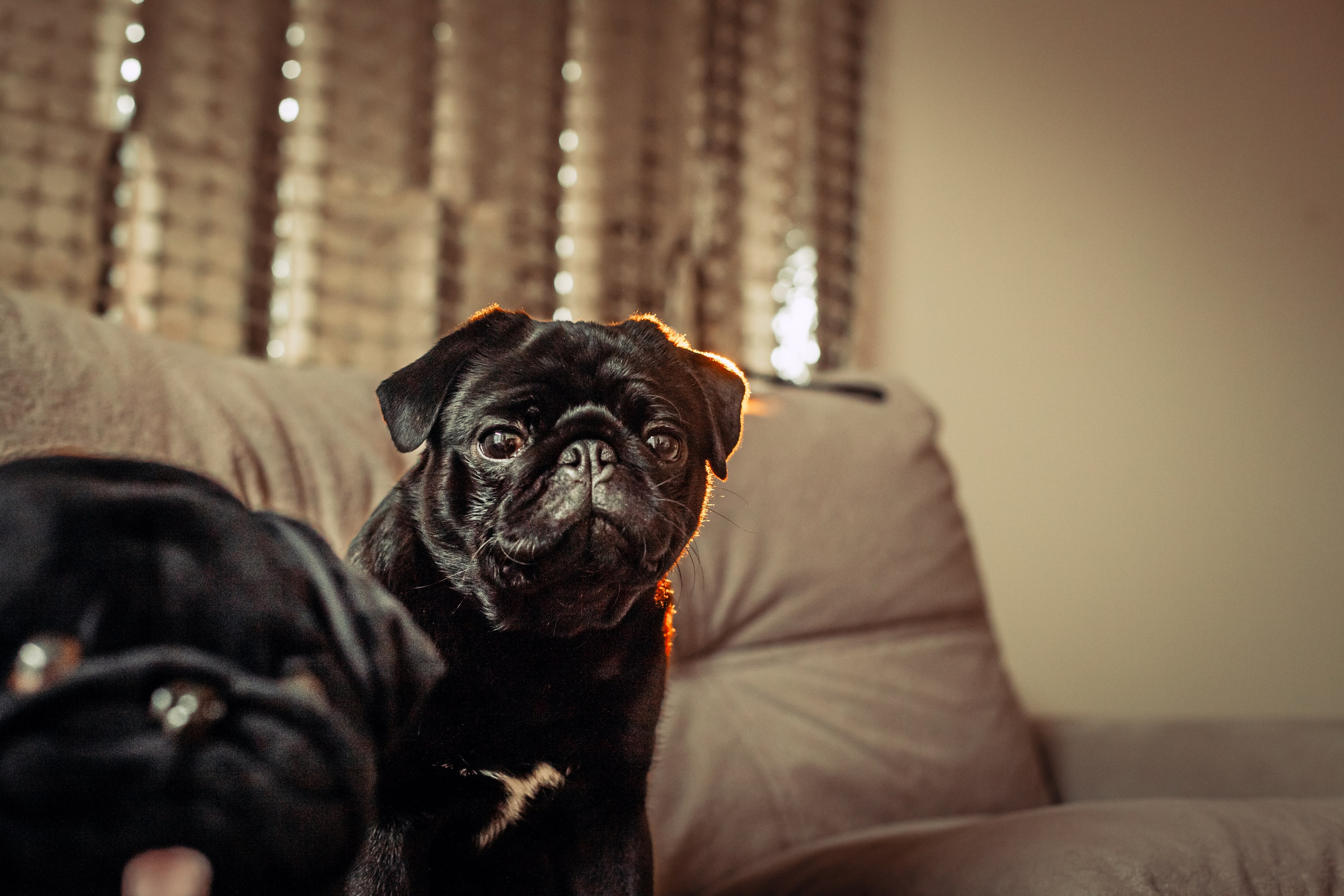 Оля, Харви, Луис. Фотограф-анималист Татьяна Степанова