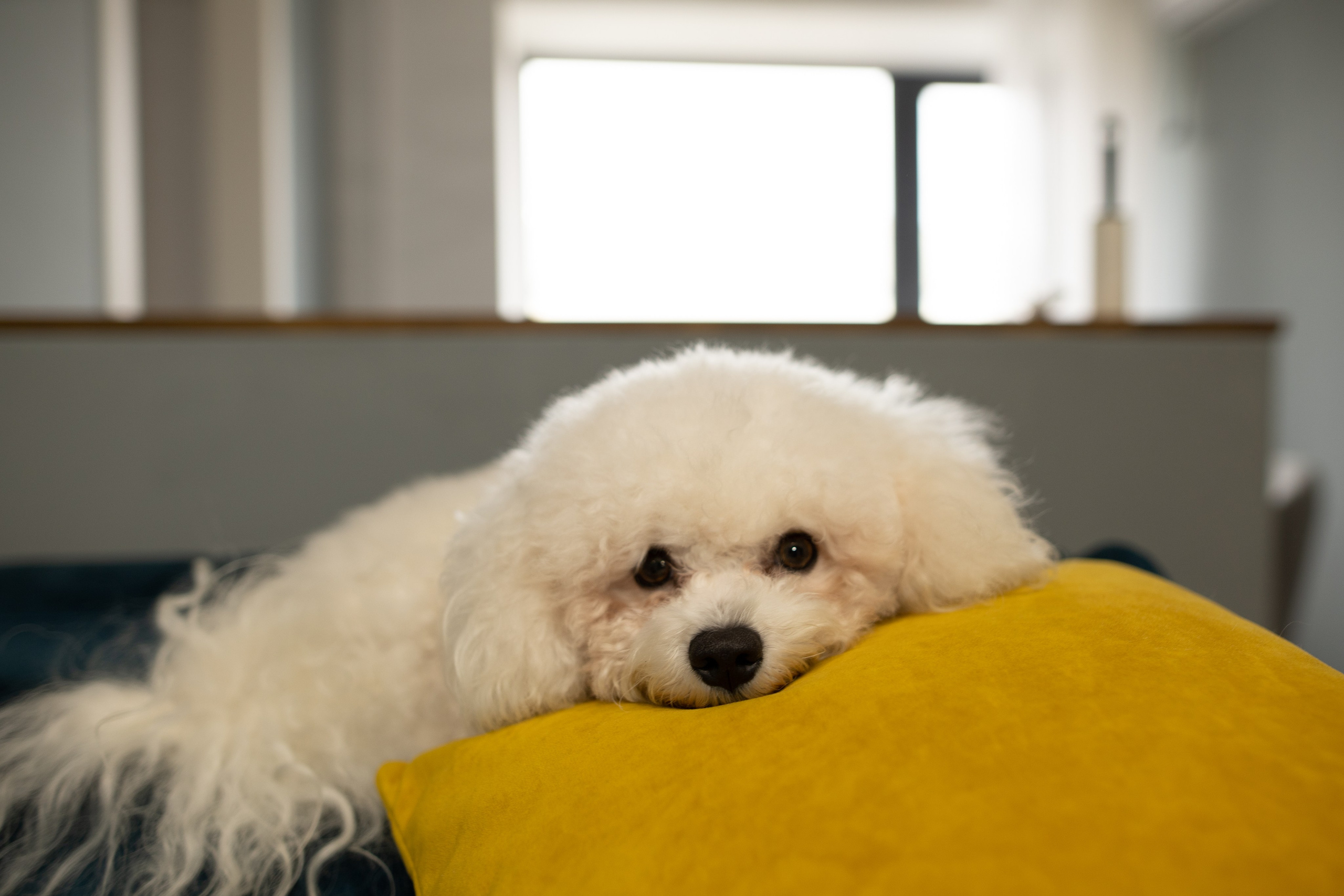 Домашняя. Свадебный и женский фотограф