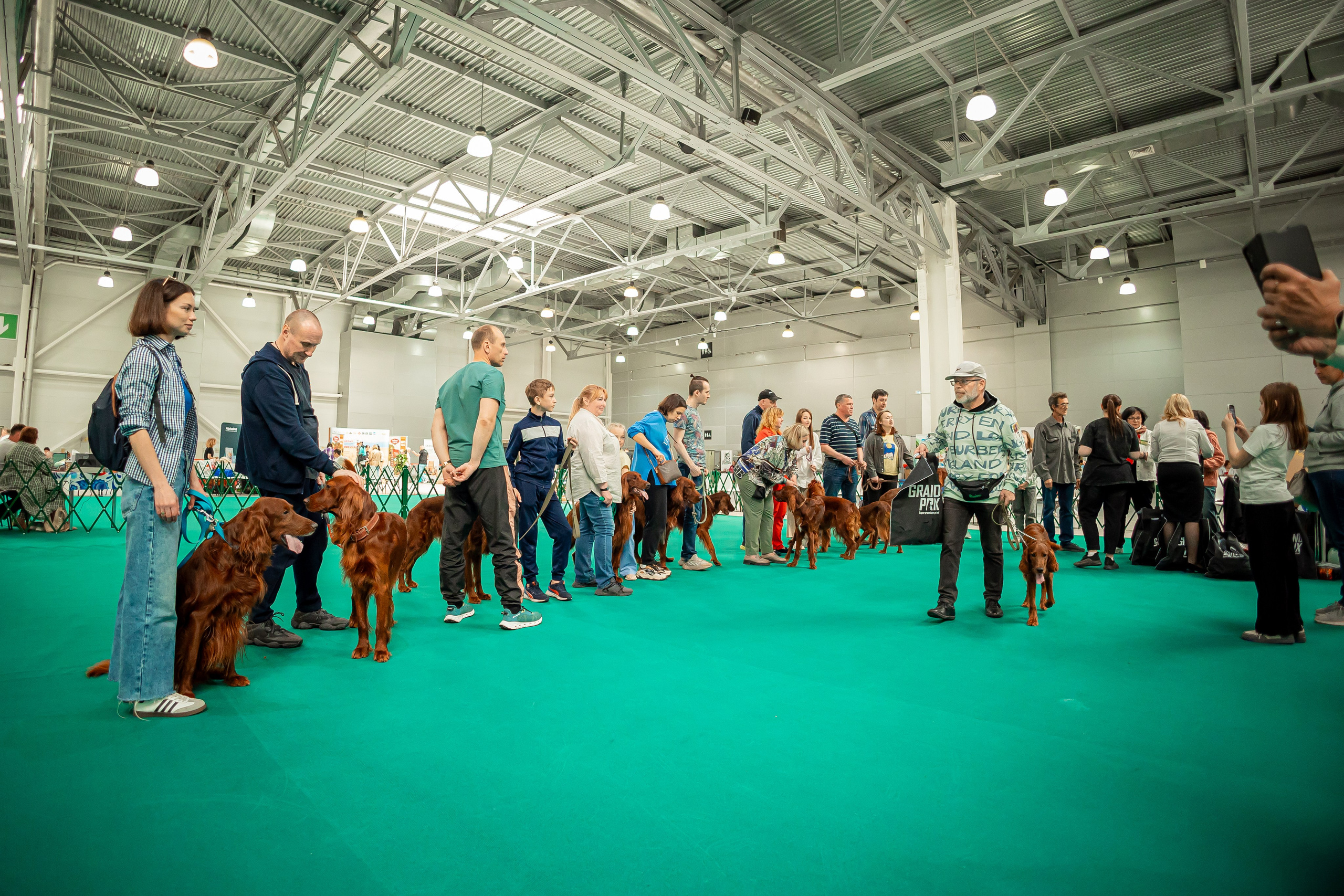 Выставка сеттеров 19.05.24