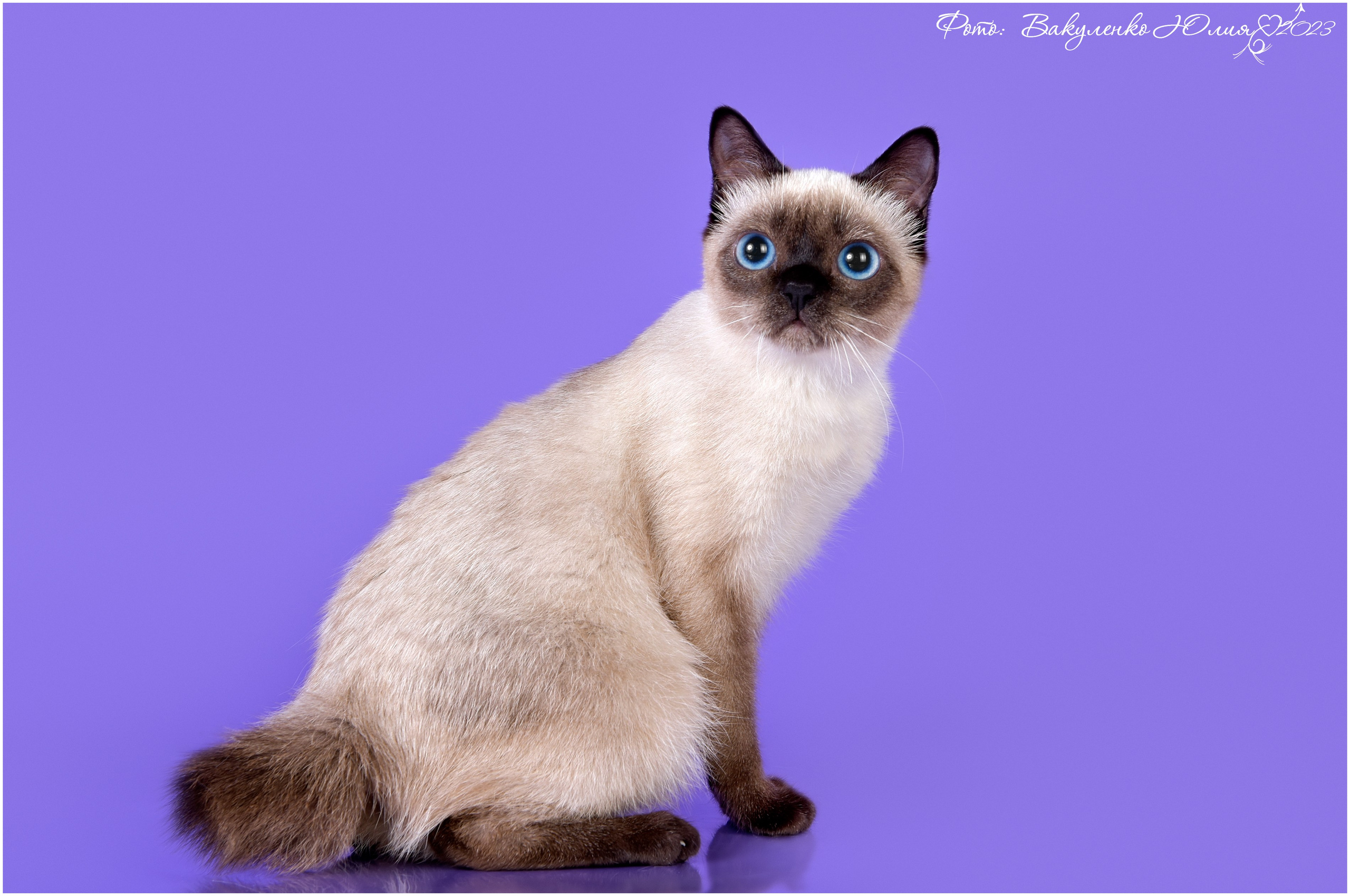 Взрослые. Фотограф анималист | семейный Юлия Вакуленко, г. Краснодар