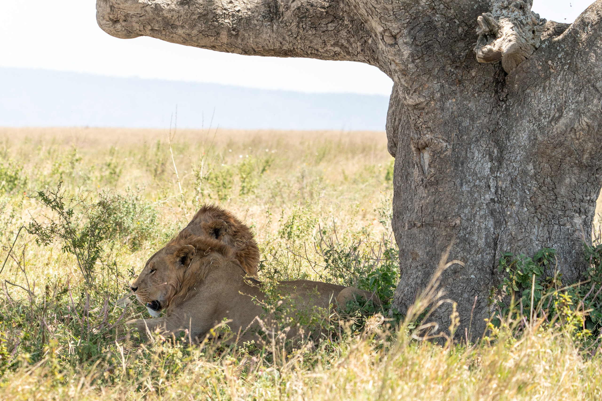 Танзания, сафари, 2025. Творческие сьемки