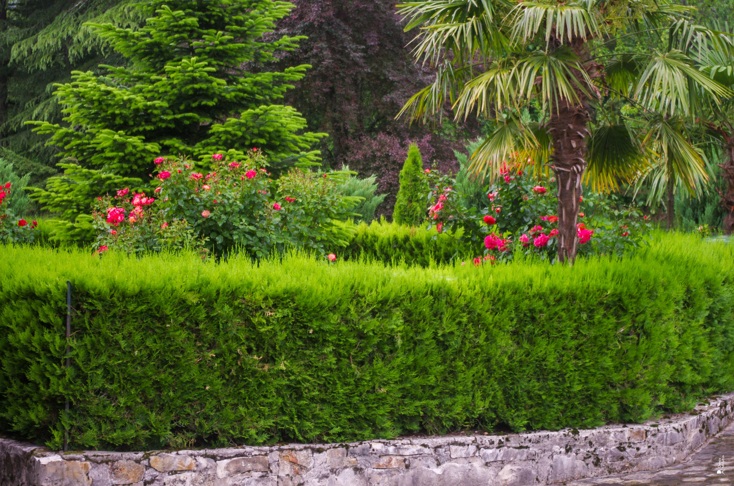 Хони. Портретный фотограф Денис Милютин
