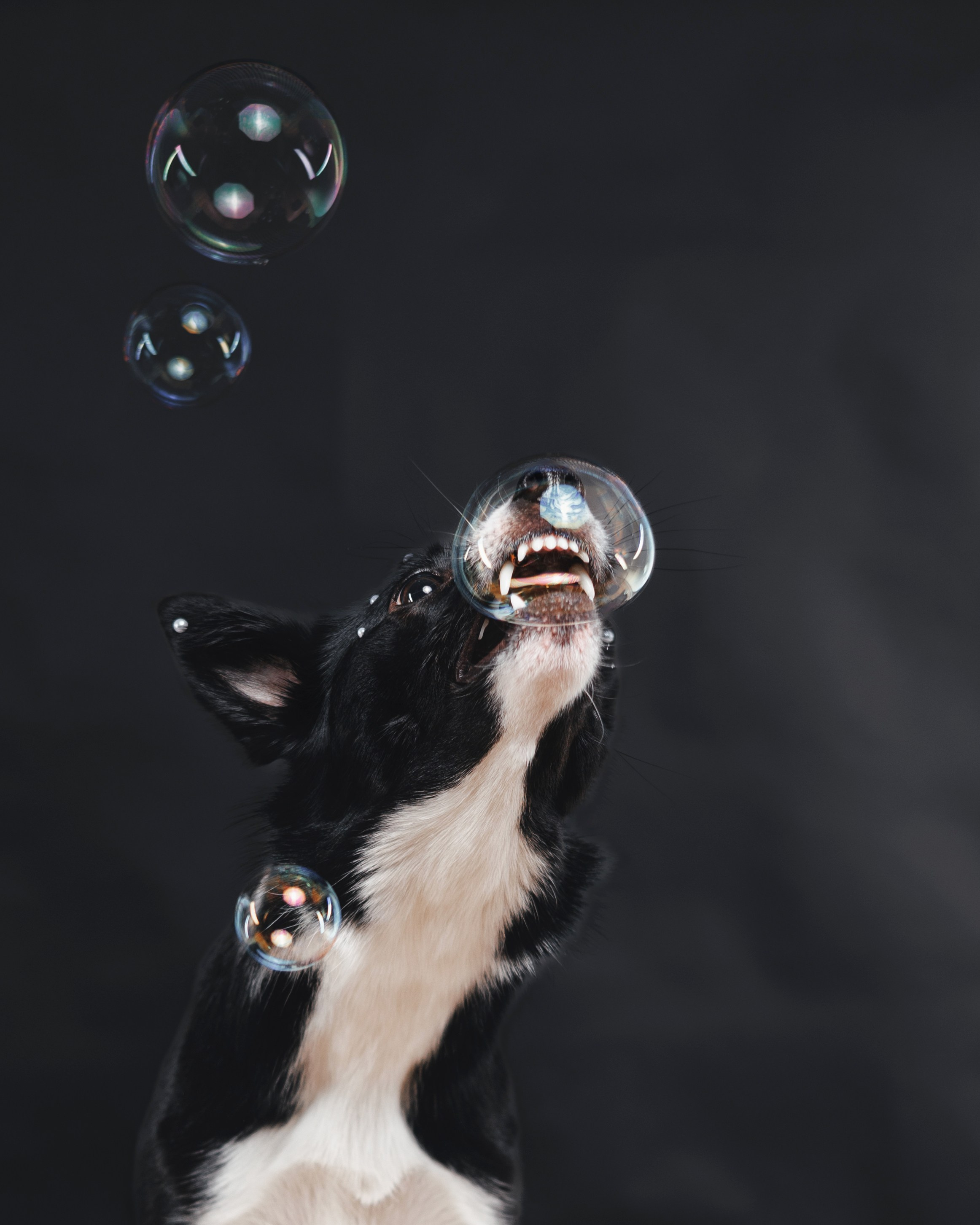 Рей в студии. Фотограф — анималист Владивосток, Алина