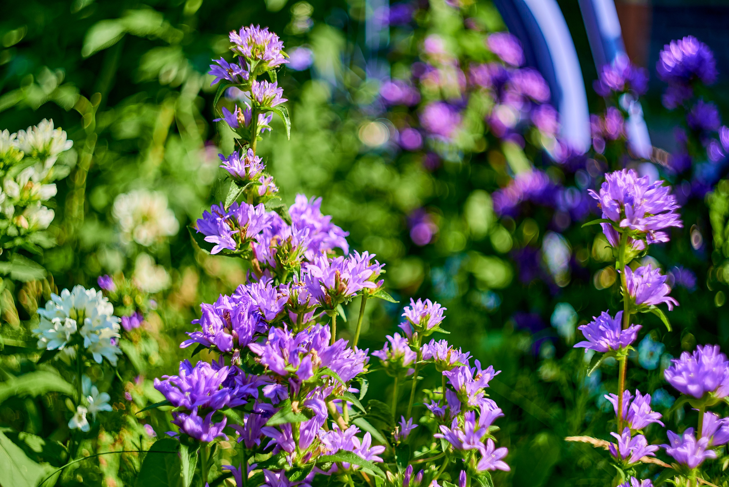 Nikon D850+Helios 44-2 2/58