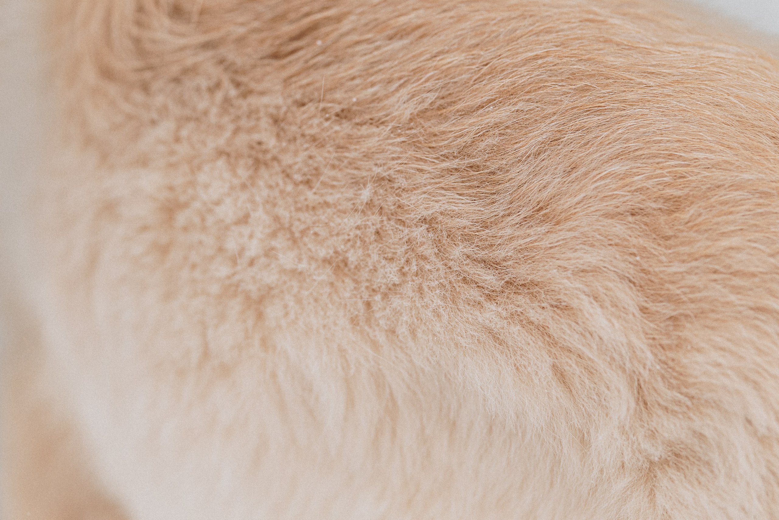 Sonia, Denis & Baggi. Natalia Finch Photography — Family, Kids & Pet Photographer in Chicago, IL