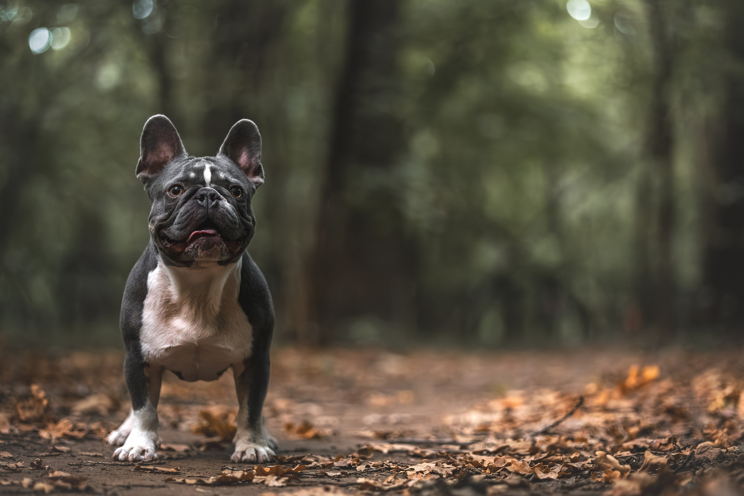 Французский Бульдог в Воронцовском парке (в обработке). Фотограф Анималист в Москве Анастасия Жучкова