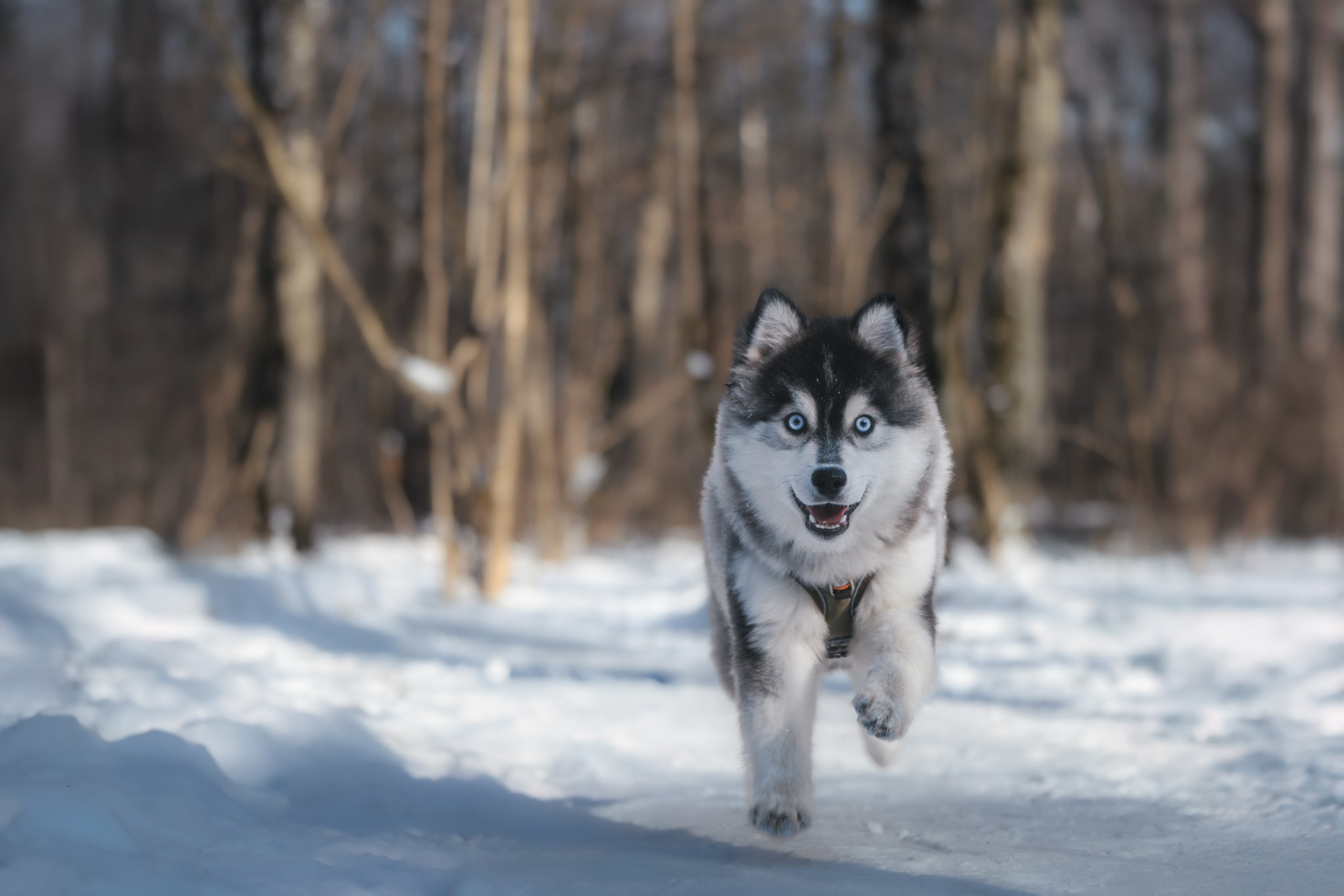 Виктория и 4 помски. Фотограф Анималист в Москве Анастасия Жучкова