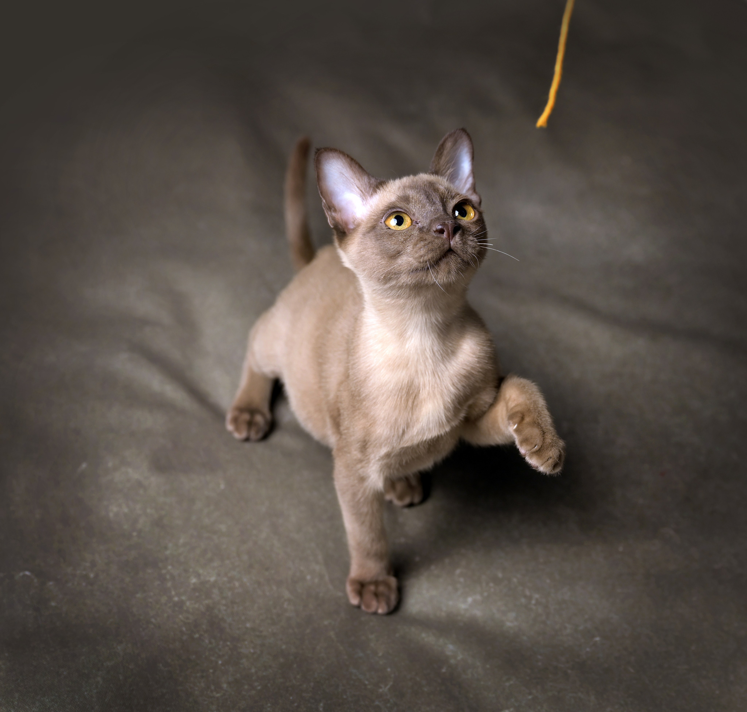 Котенок бурмы поднял лапку, стараясь дотянуться до свисающей перед ним нитки