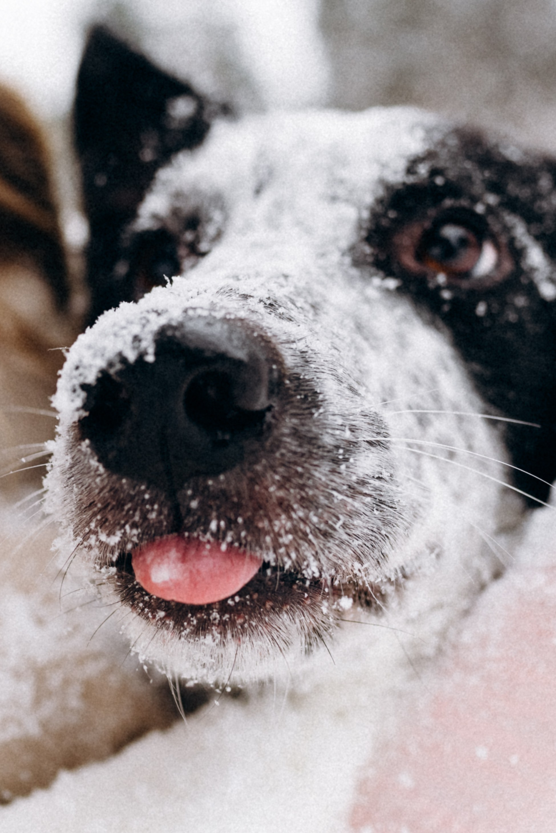 Аня и Милан. Фотограф анималист в Москве Ольга Агушева