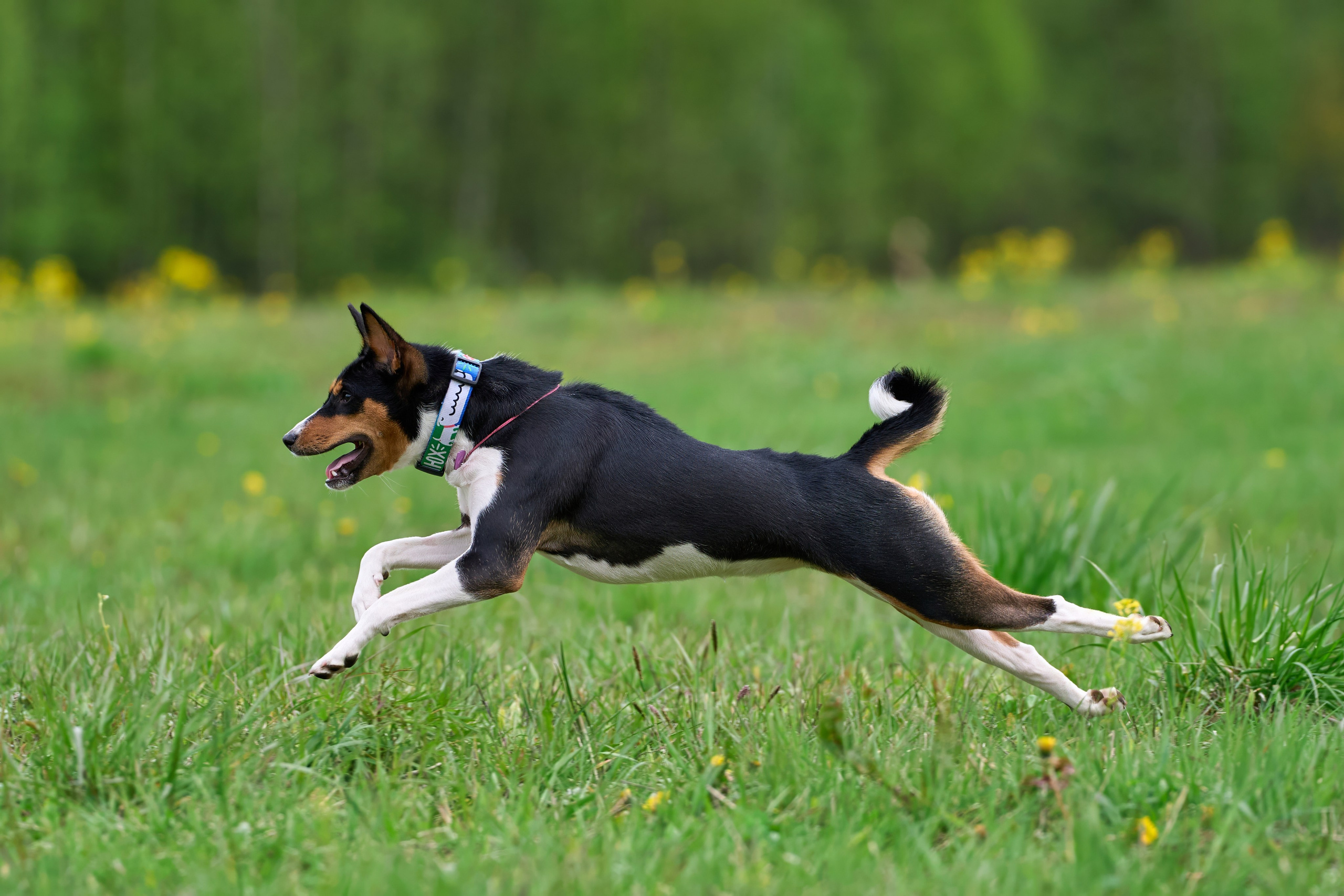 Тренировка по курсингу Донино. Фотограф-анималист Михаил Манухин