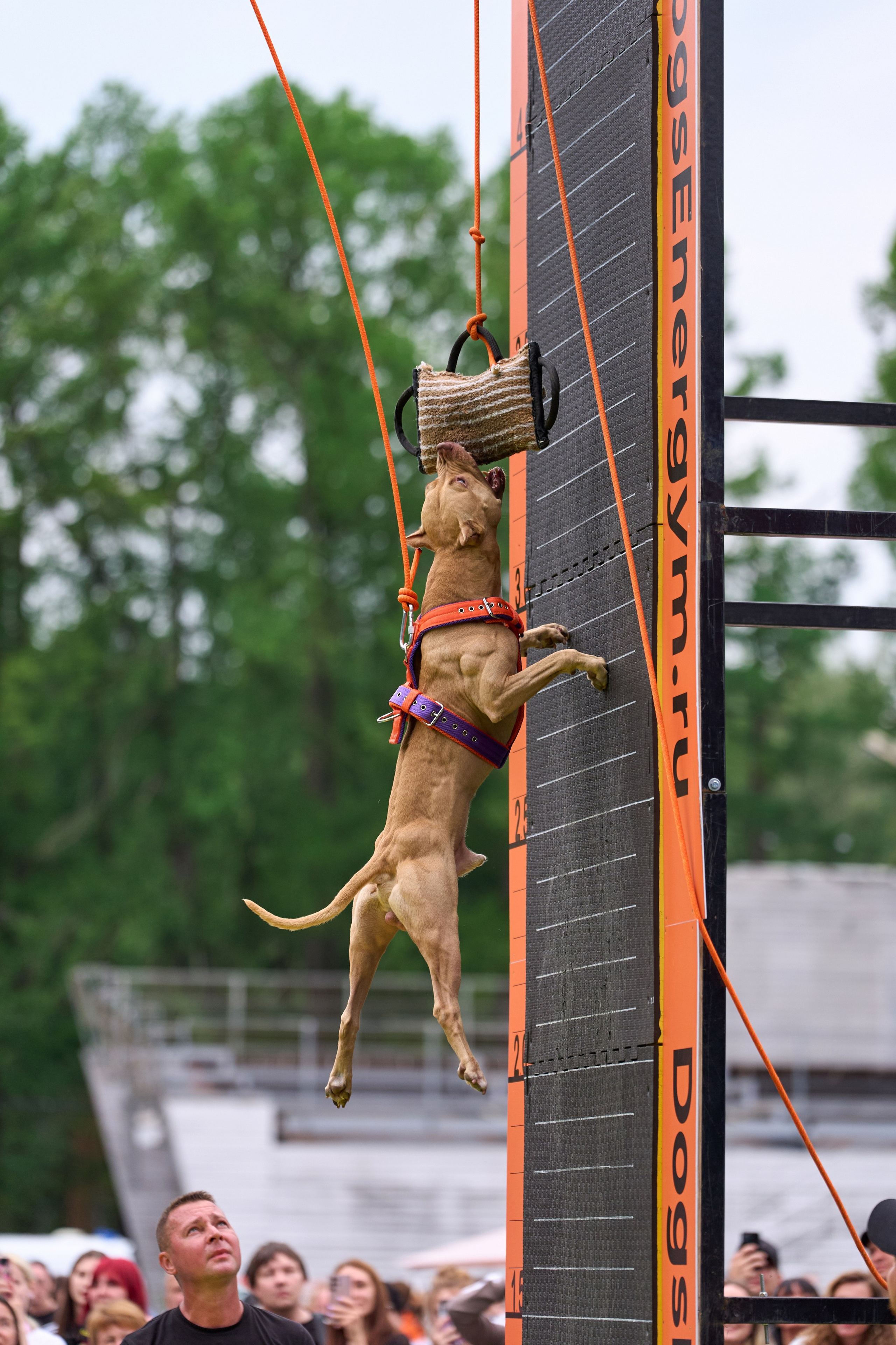 4 лапы Фест. Многоборье. Фотограф-анималист Михаил Манухин