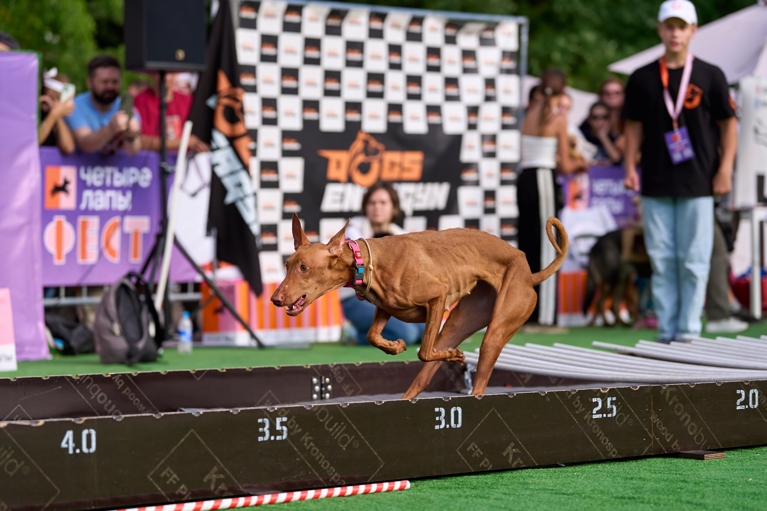 4 лапы Фест. Многоборье. Фотограф-анималист Михаил Манухин