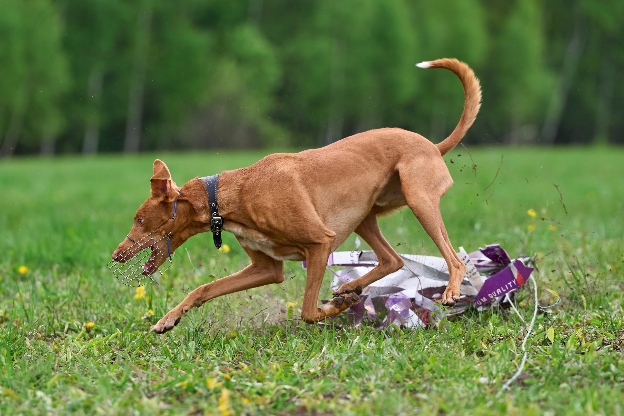 Тренировка по курсингу Донино. Фотограф-анималист Михаил Манухин