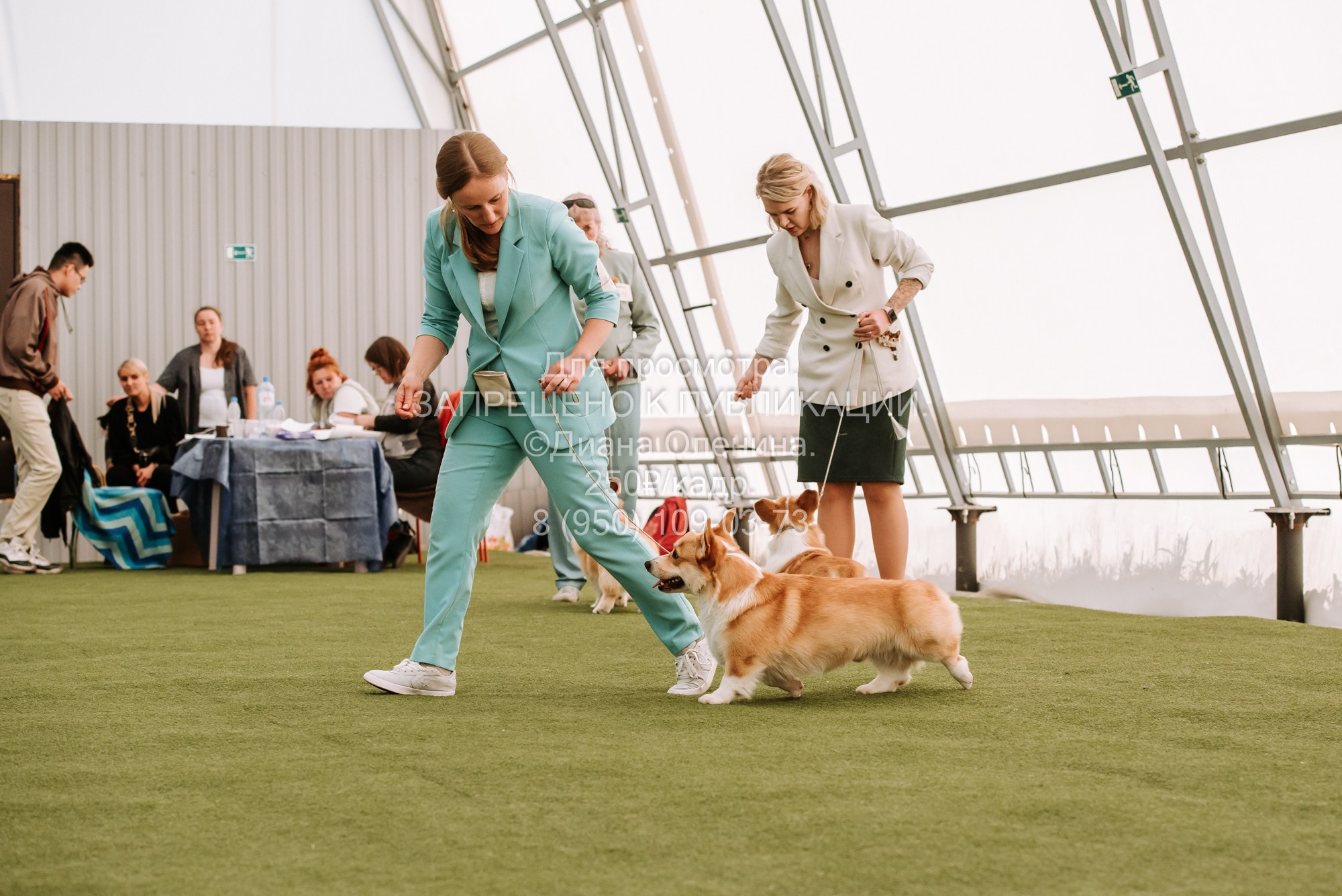 Выставка собак Красноярск 2.06. Фотограф Диана Оленина Красноярск / Братск