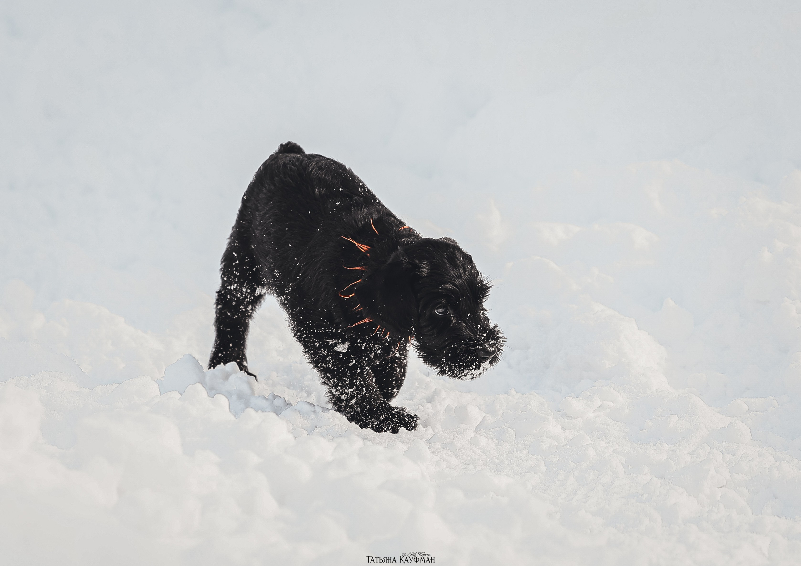 Ризеншнауцер, щенки ризеншнауцера, купить ризеншнауцера, купить щенка, ризеншнауцер Новосибирск, фотосъемка щенков, фотосессия собак, заказать фотосессию, фотографии щенков, сфотографировать щенка, фотограф Анималист, фотограф собак Новосибирск, фотограф анималист Новосибирск