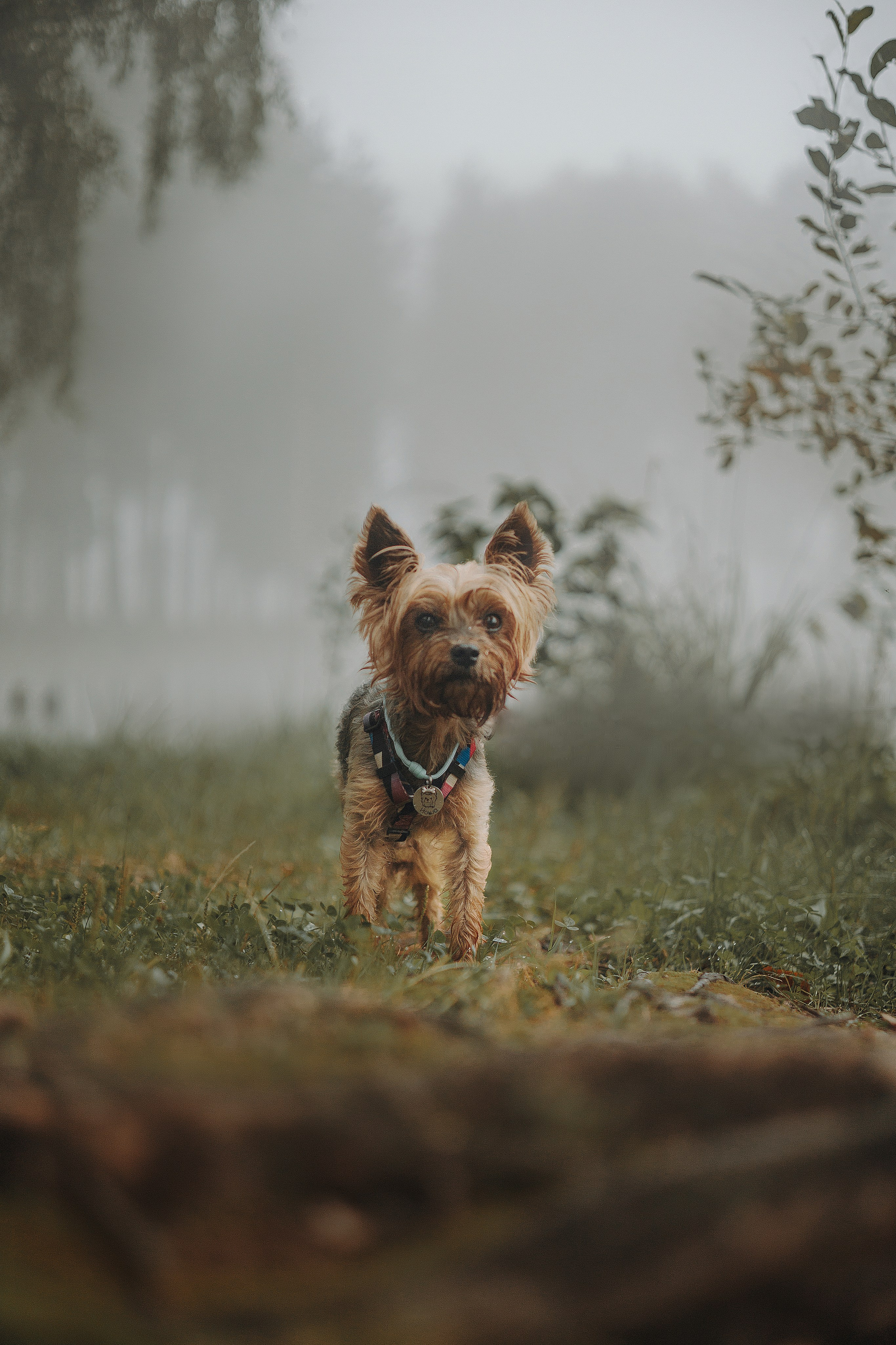 Наташа & Оззи & Йоша. Фотограф — анималист •love-story•|Санкт-Петербург