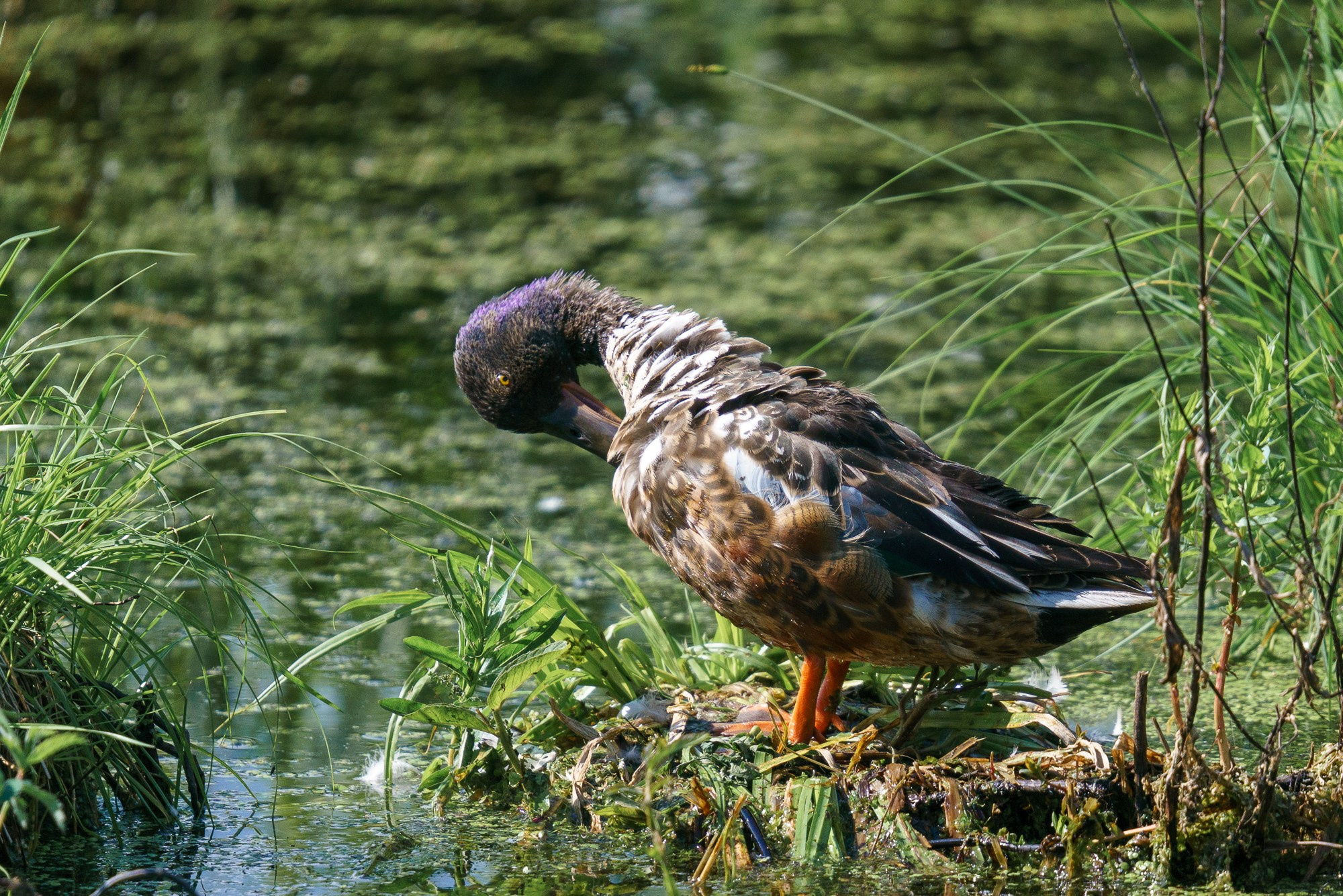 Удивительные мир птиц. Вокруг нас столько прекрасного — присмотритесь!. Ваш личный фотограф Марина Волкова