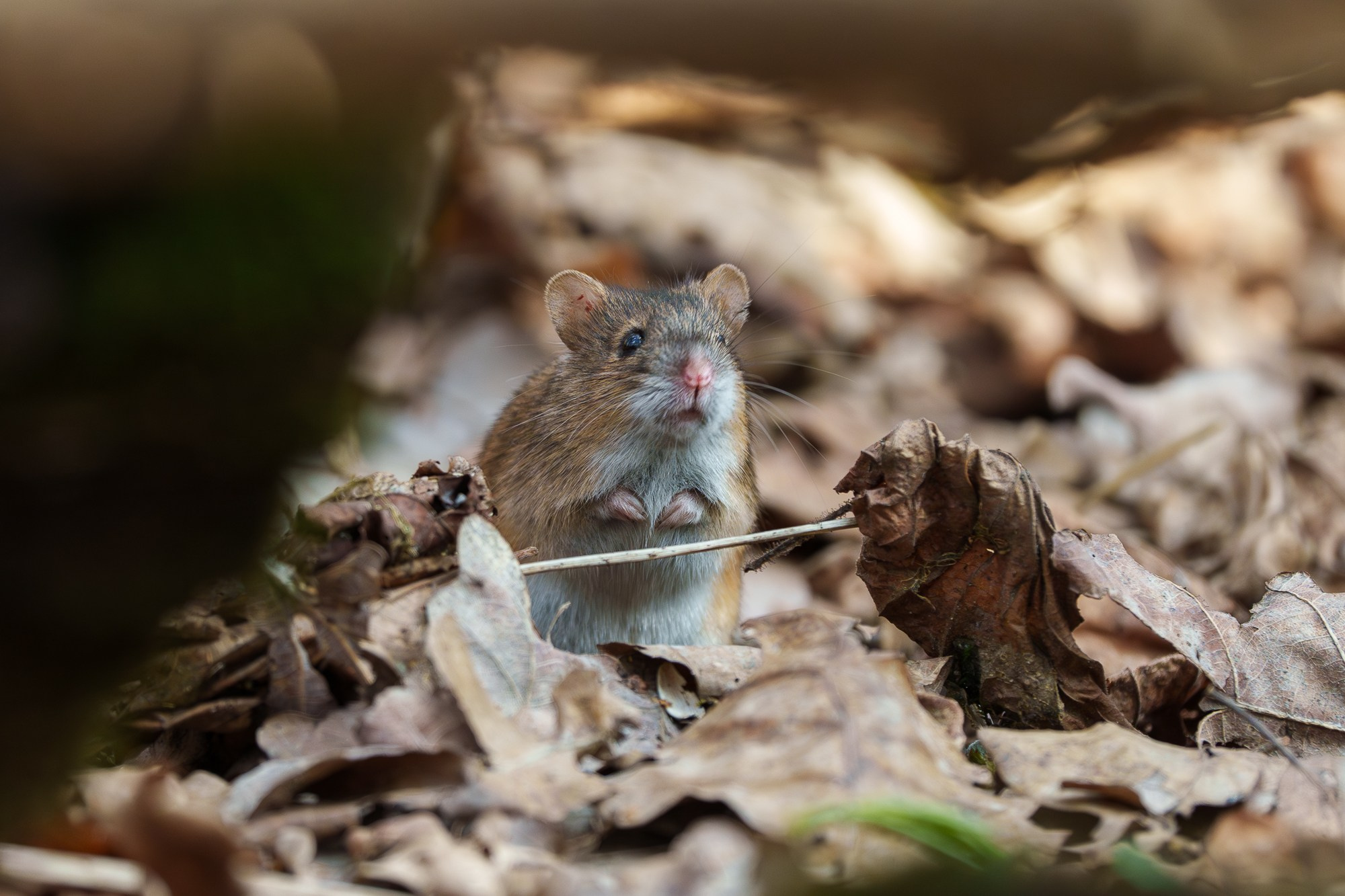 Животные. Ваш личный фотограф Марина Волкова
