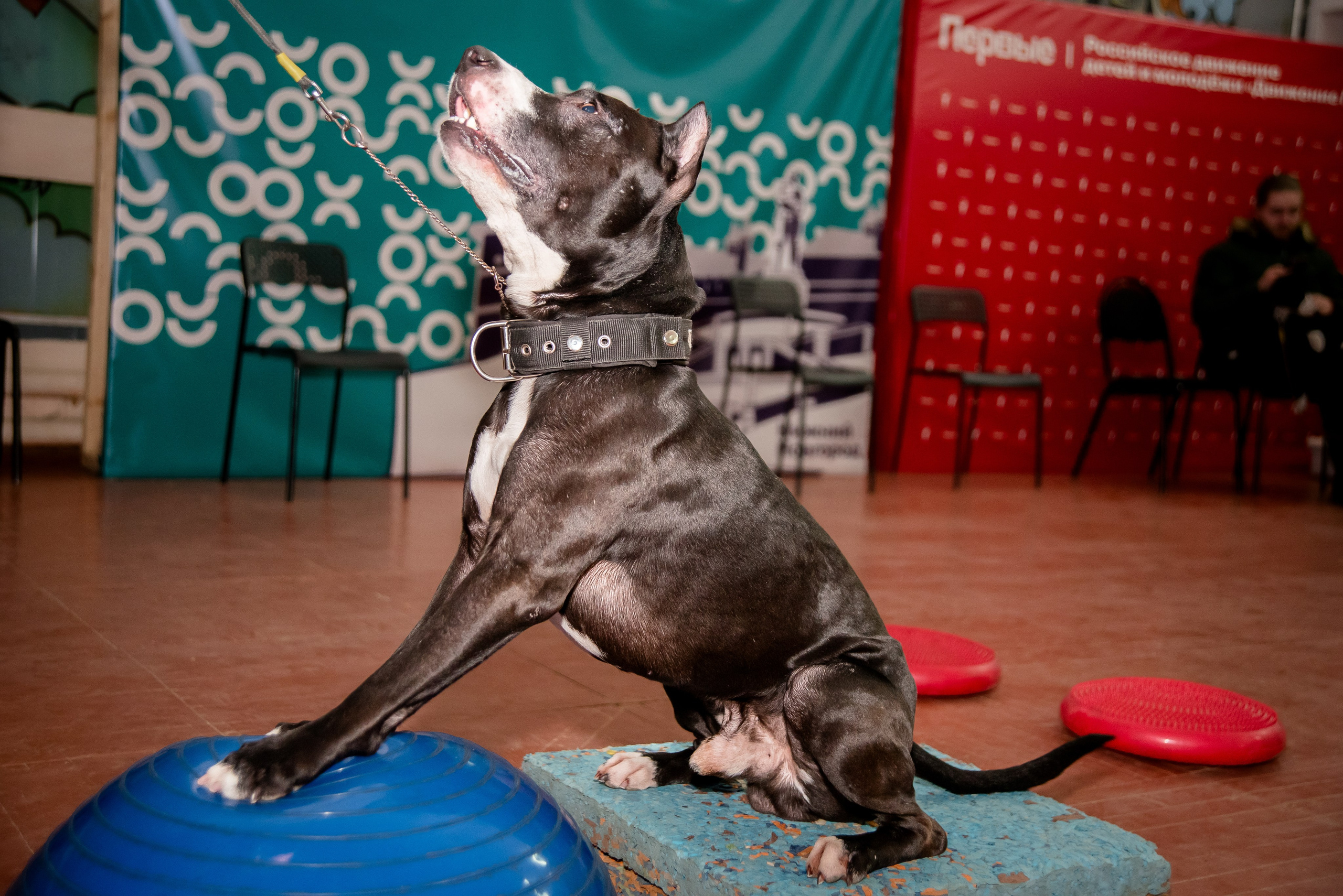 Фотосъёмка с собаками в Кинологическом лагере. Фотограф Макс Огурцов в Нижнем Новгороде