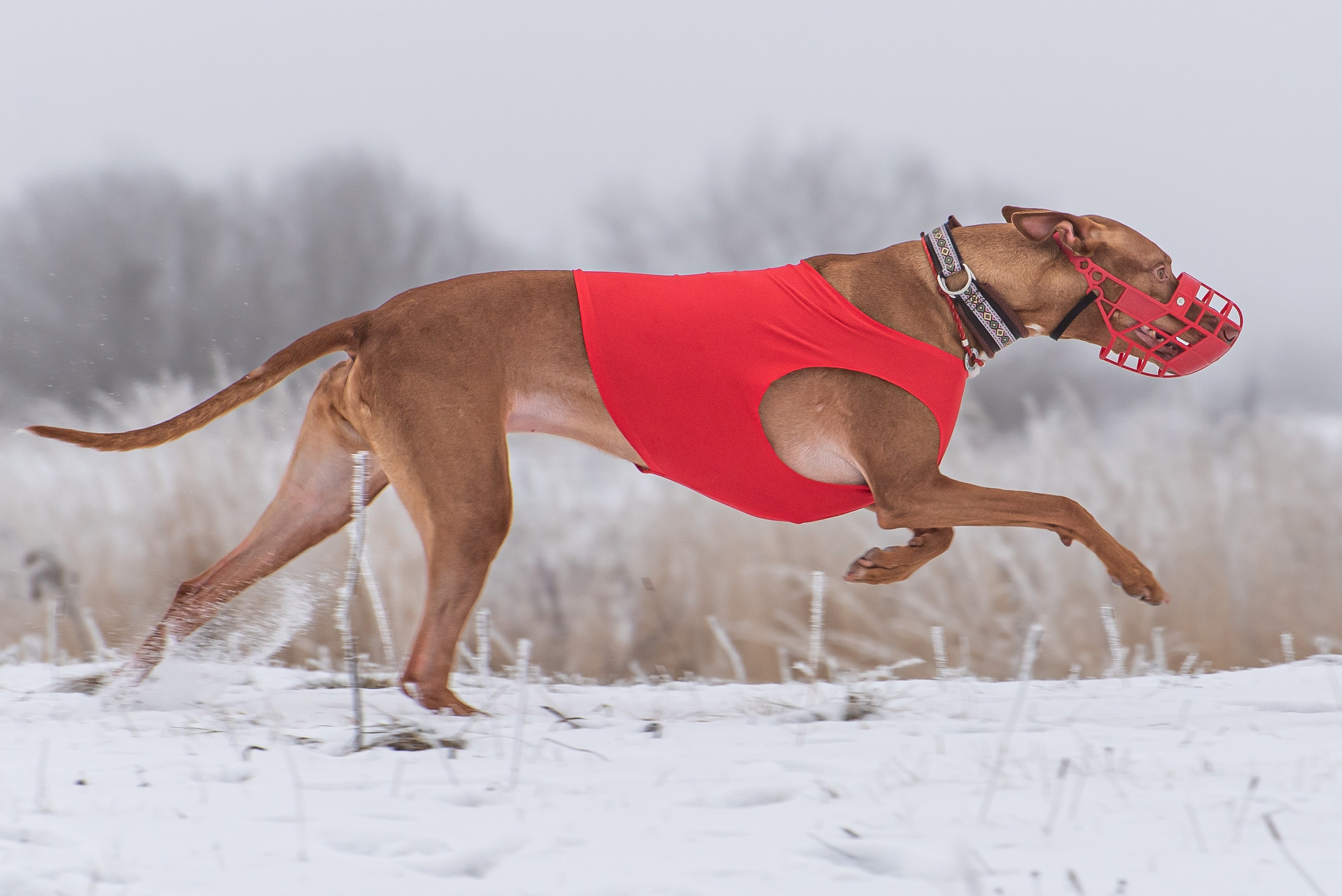 Фотографии с Бега за механической приманкой команды «Kiborg Sport». Фотограф Макс Огурцов в Нижнем Новгороде