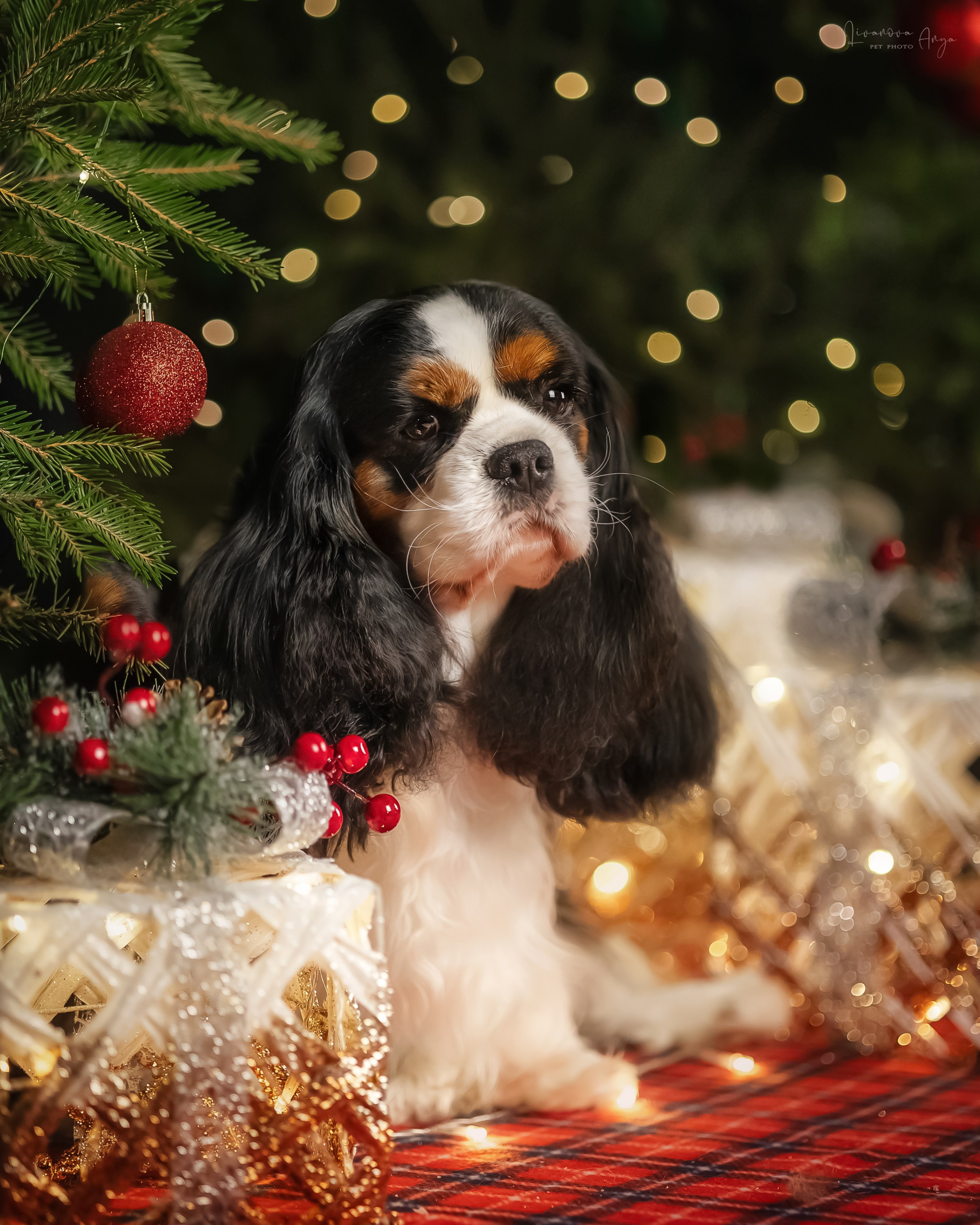 Фотодень_2 2025. Фотограф анималист Аня Ливанова | Рыбинск