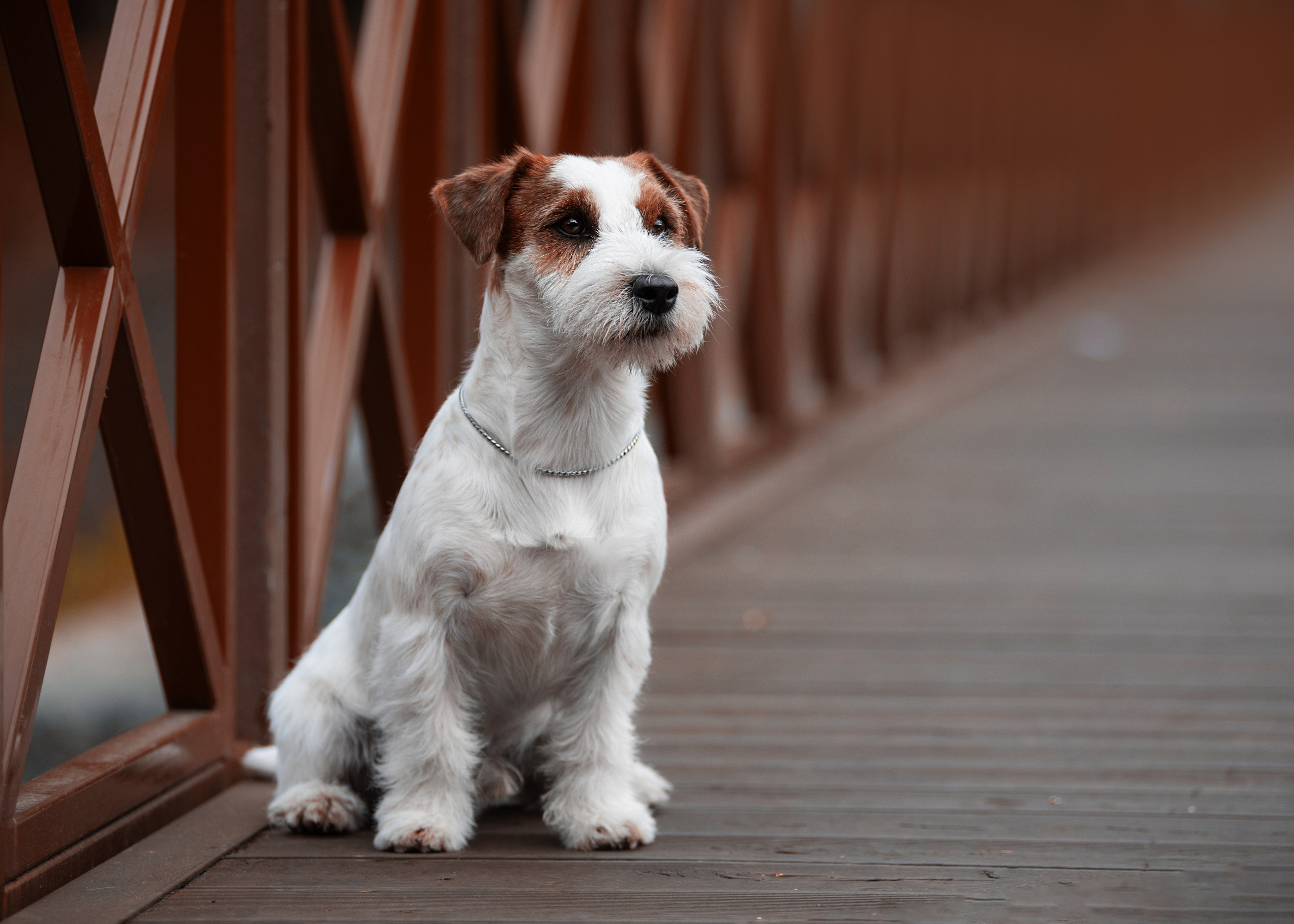 Осень с рыжими собаками. Дог-фотограф в Тюмени Александра Королева