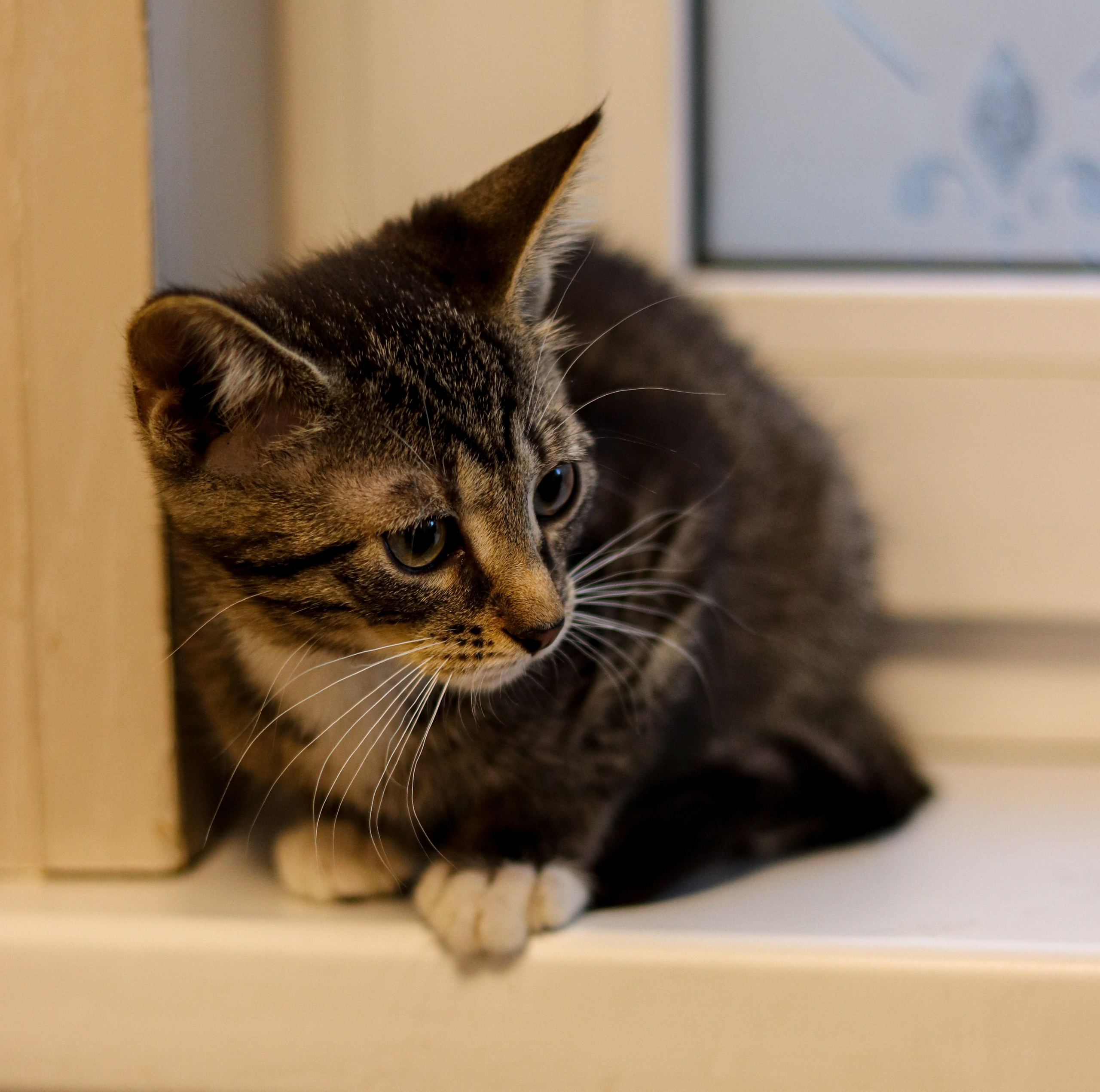 Петербургский дом кота (27 июня 2024). Ивентный фотограф в Санкт-Петербурге Олег Комков